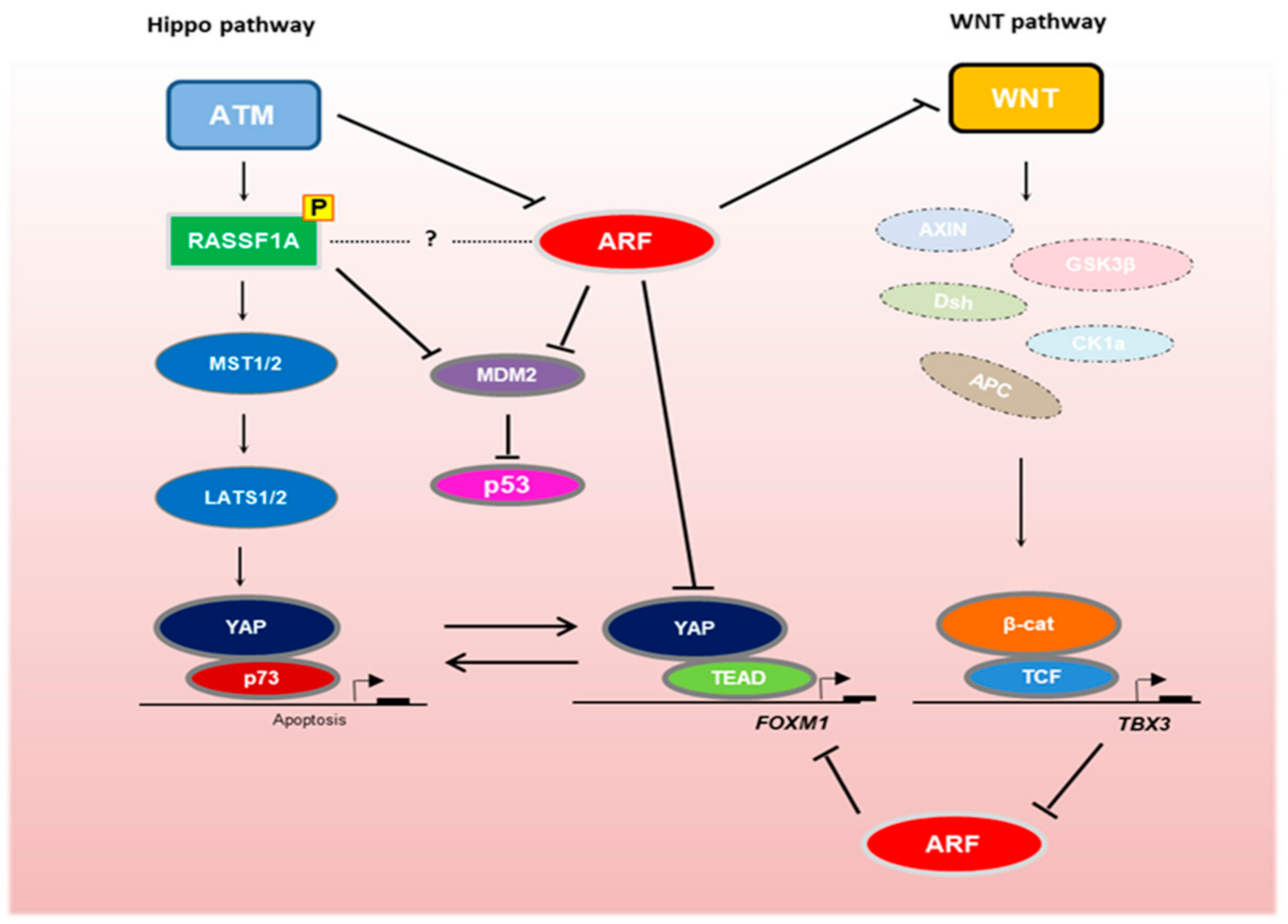 Biomolecules 11 00086 g001 Biomolecules 11 00086 g001