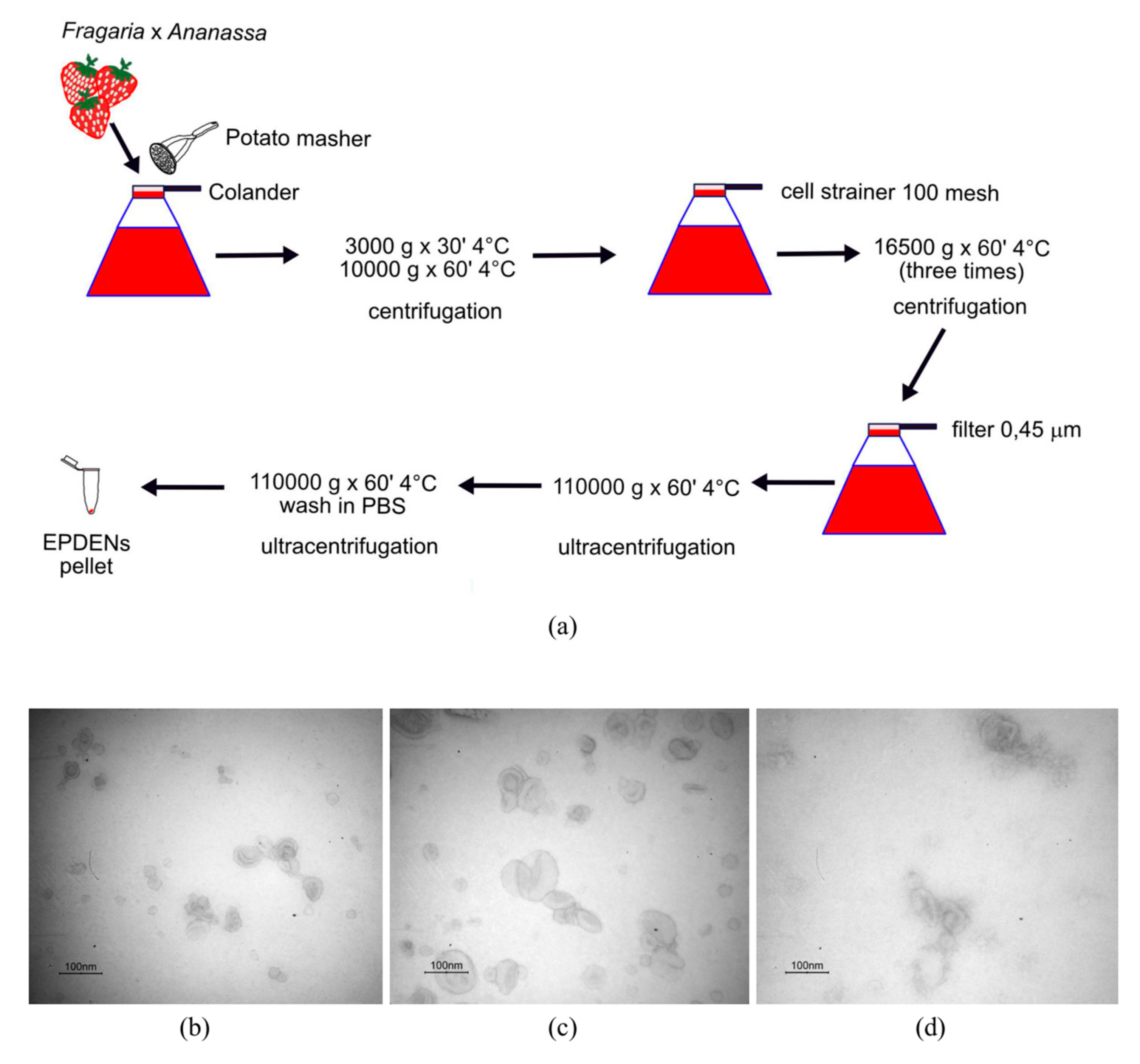 Biomolecules 11 00087 g001 Biomolecules 11 00087 g001