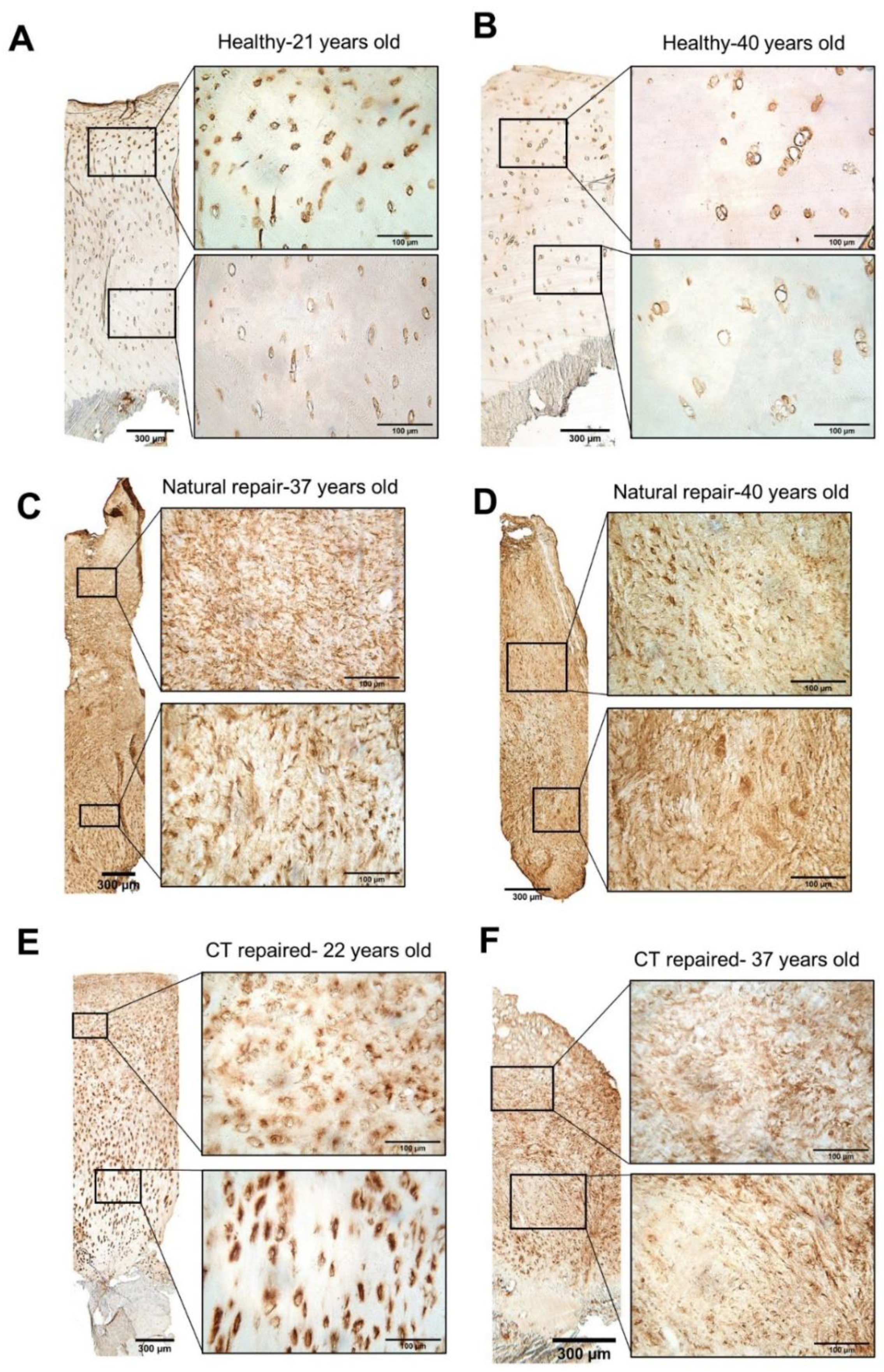 Biomolecules 11 00092 g002 Biomolecules 11 00092 g002