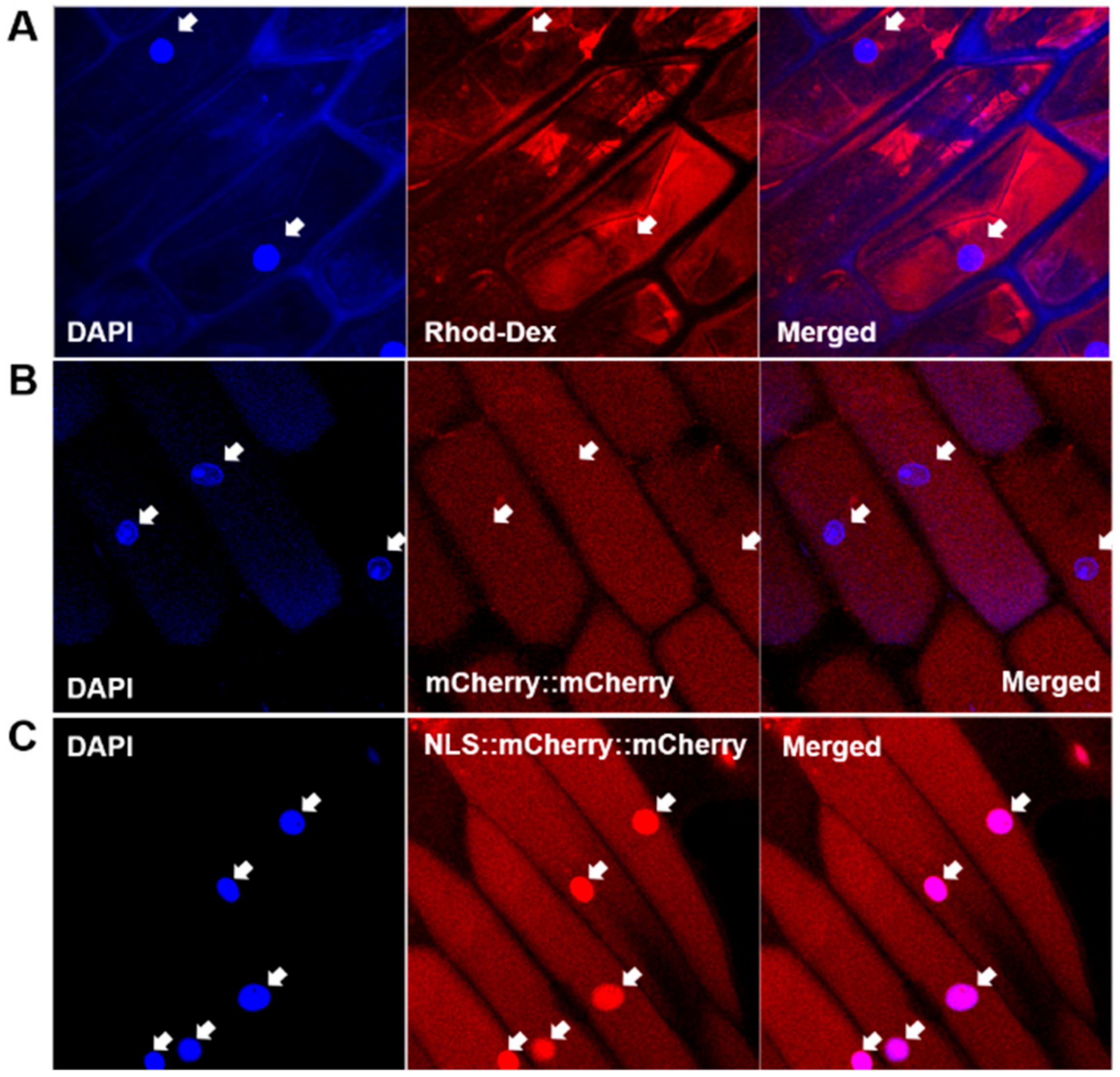 Biomolecules 11 00095 g001 Biomolecules 11 00095 g001