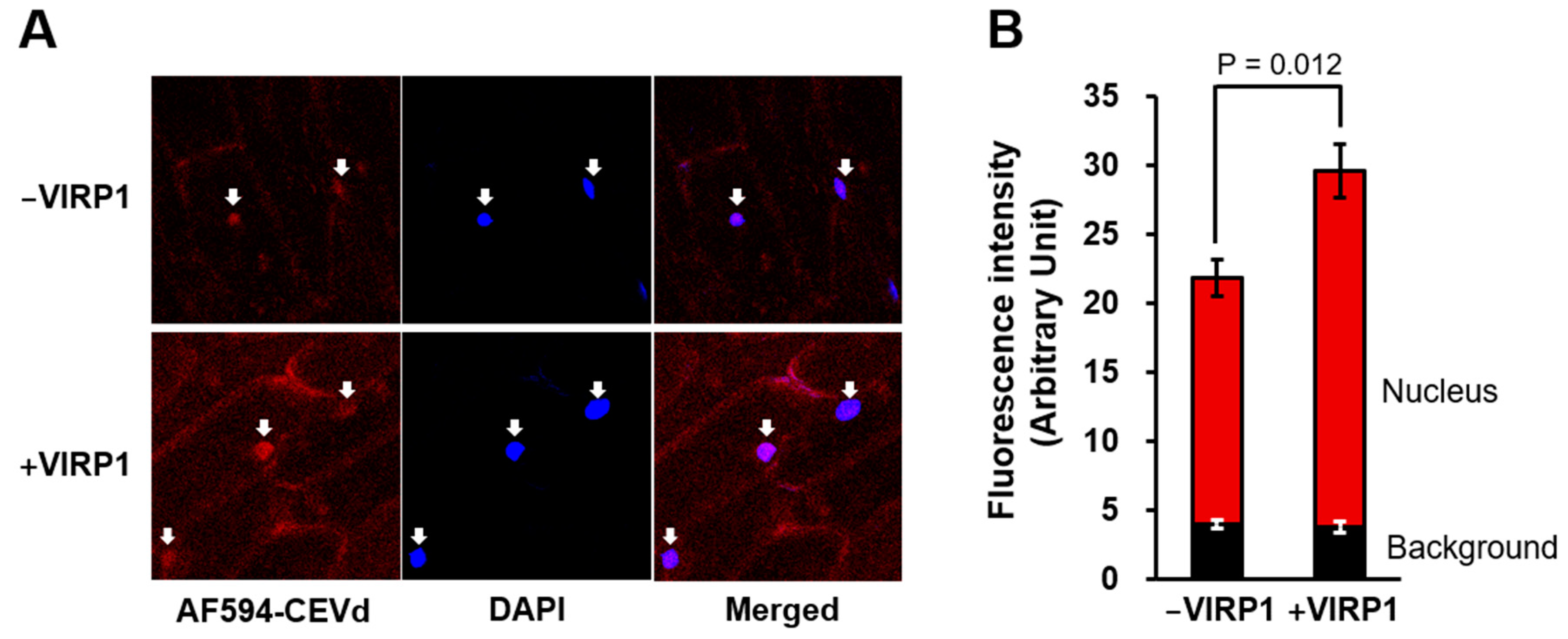 Biomolecules 11 00095 g003 Biomolecules 11 00095 g003