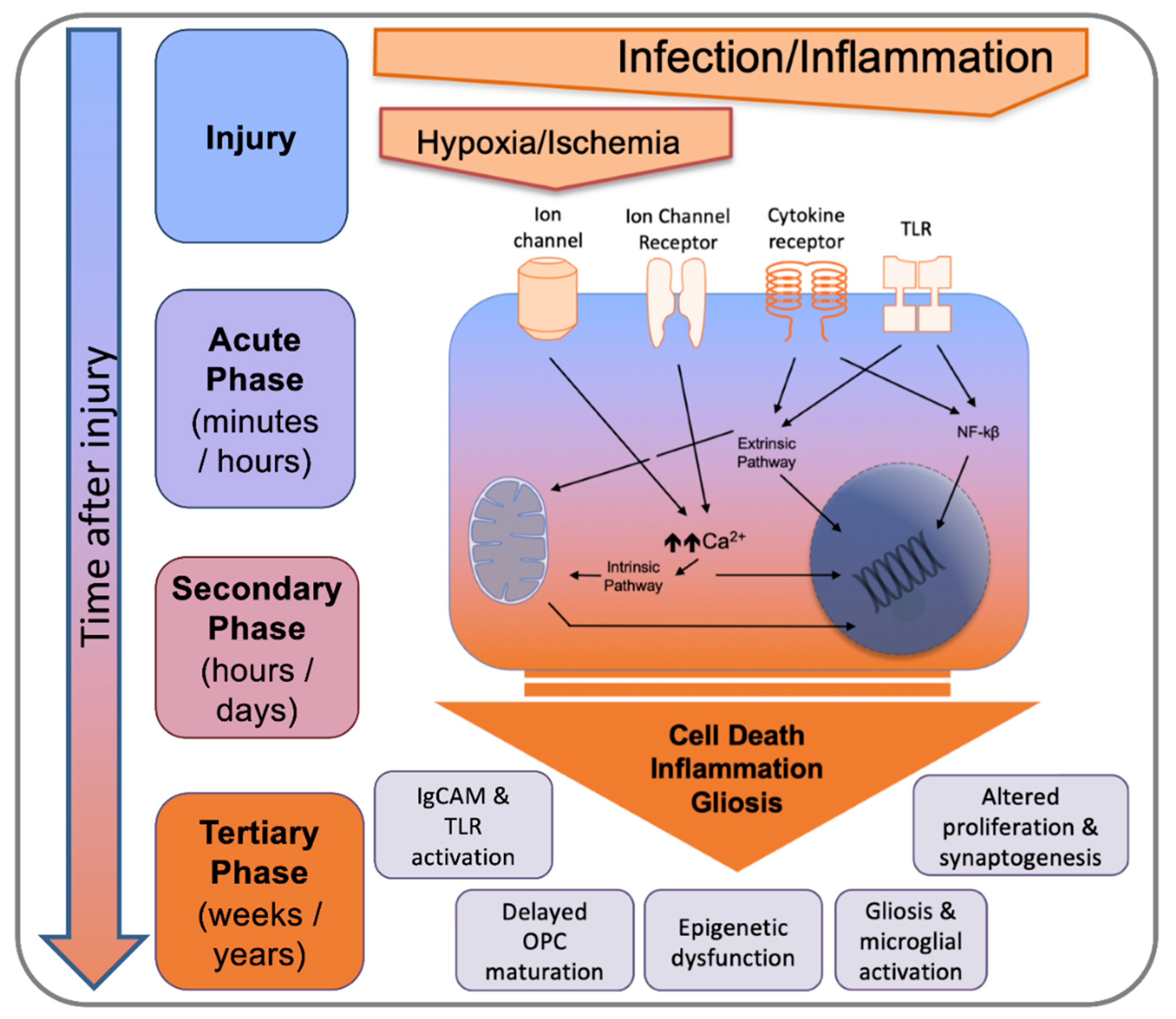 Biomolecules 11 00099 g005 Biomolecules 11 00099 g005
