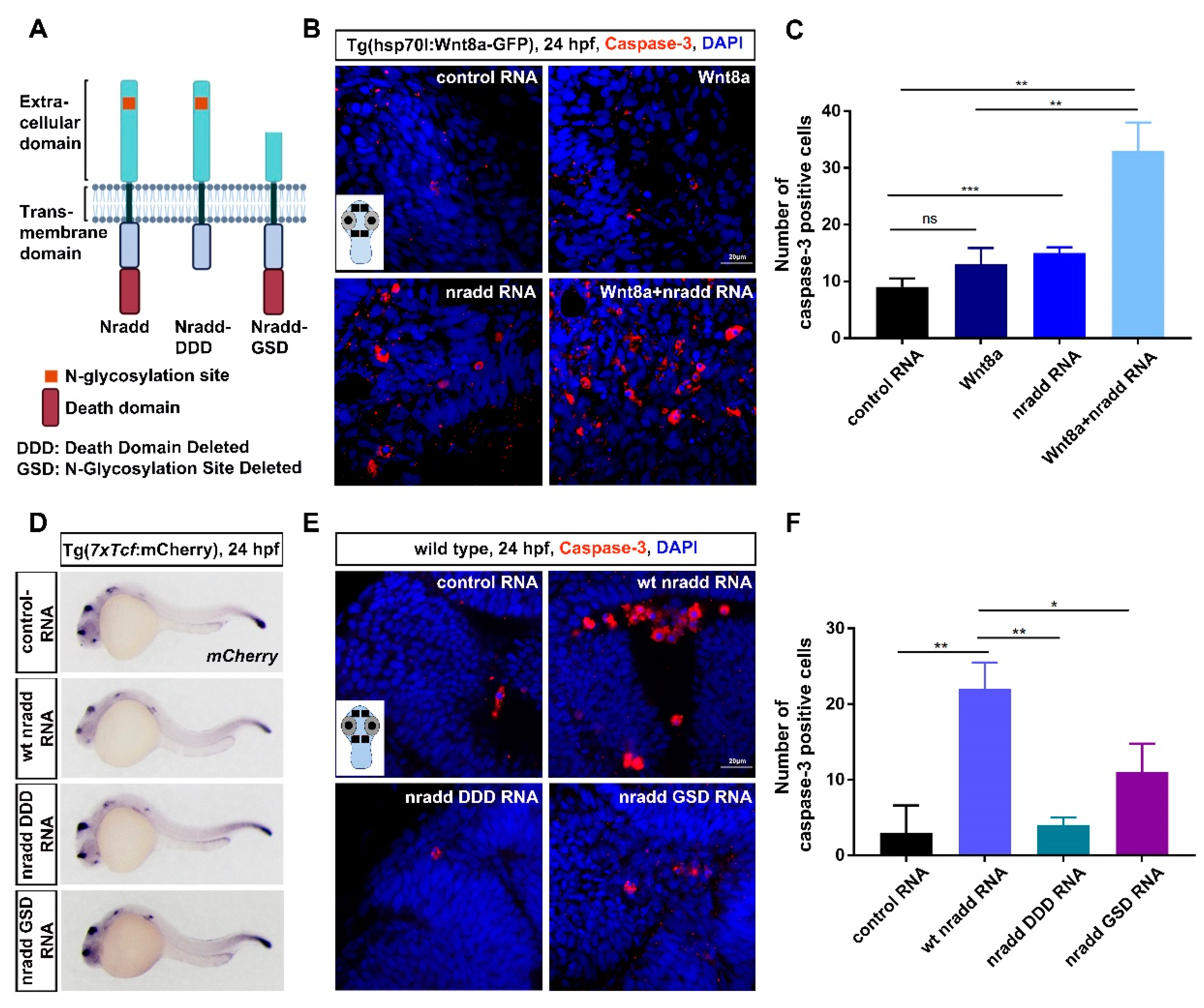 Biomolecules 11 00100 g005