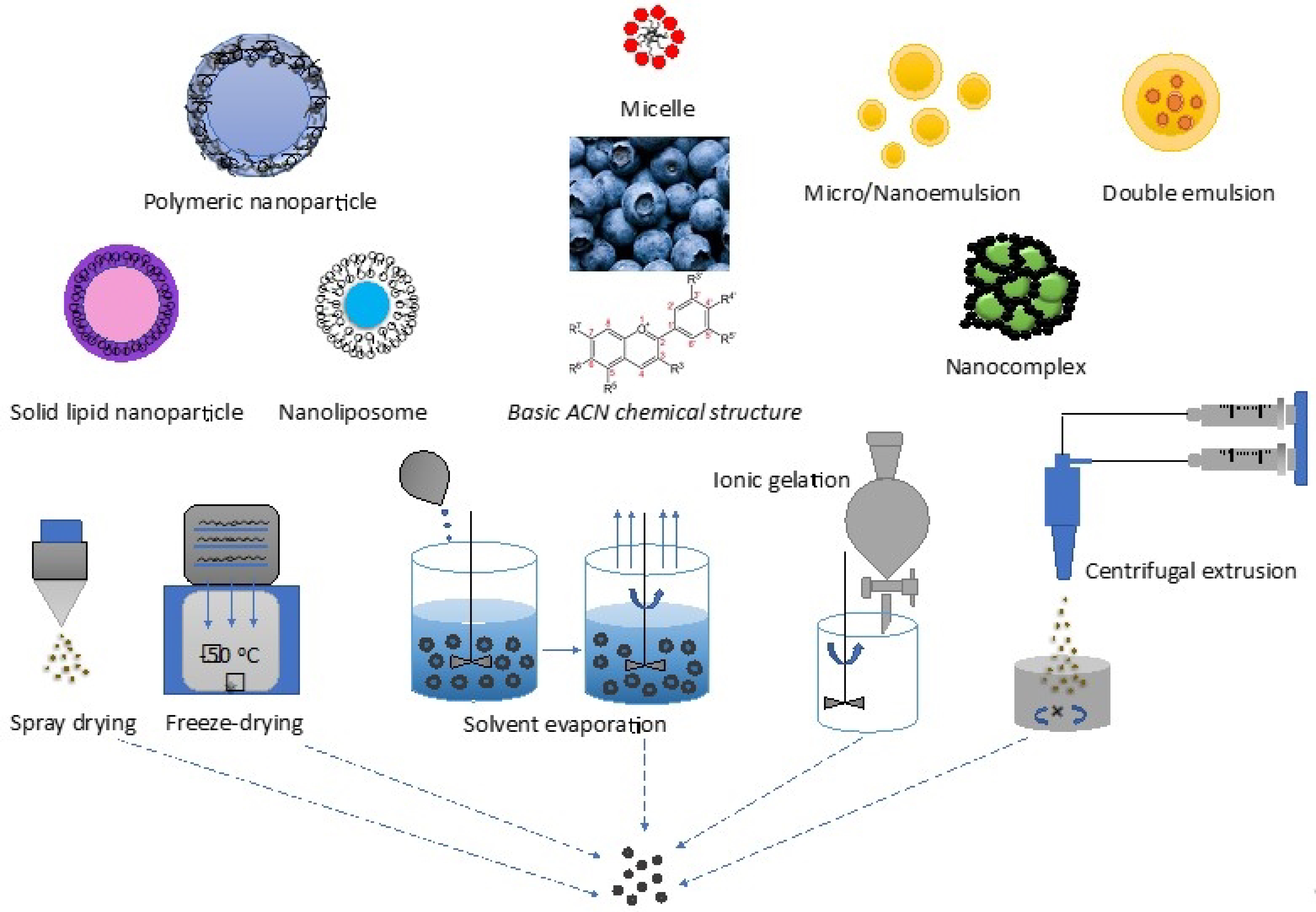 Biomolecules Free FullText Blueberry Supplementation in Neuronal