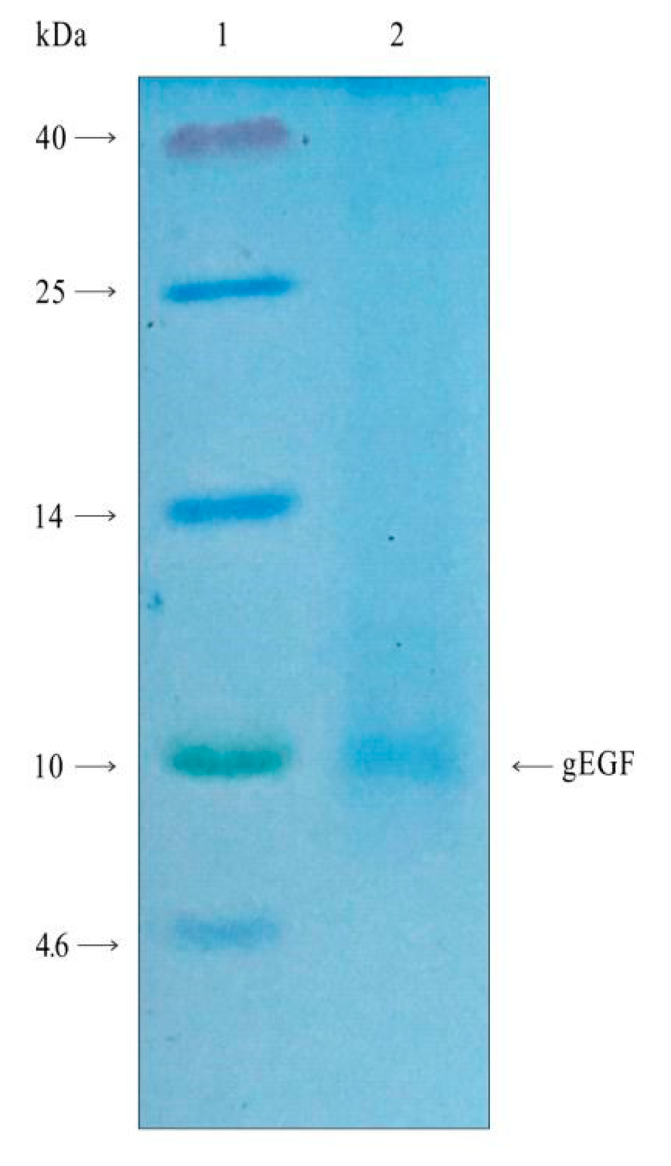 Biomolecules 11 00103 g004 Biomolecules 11 00103 g004