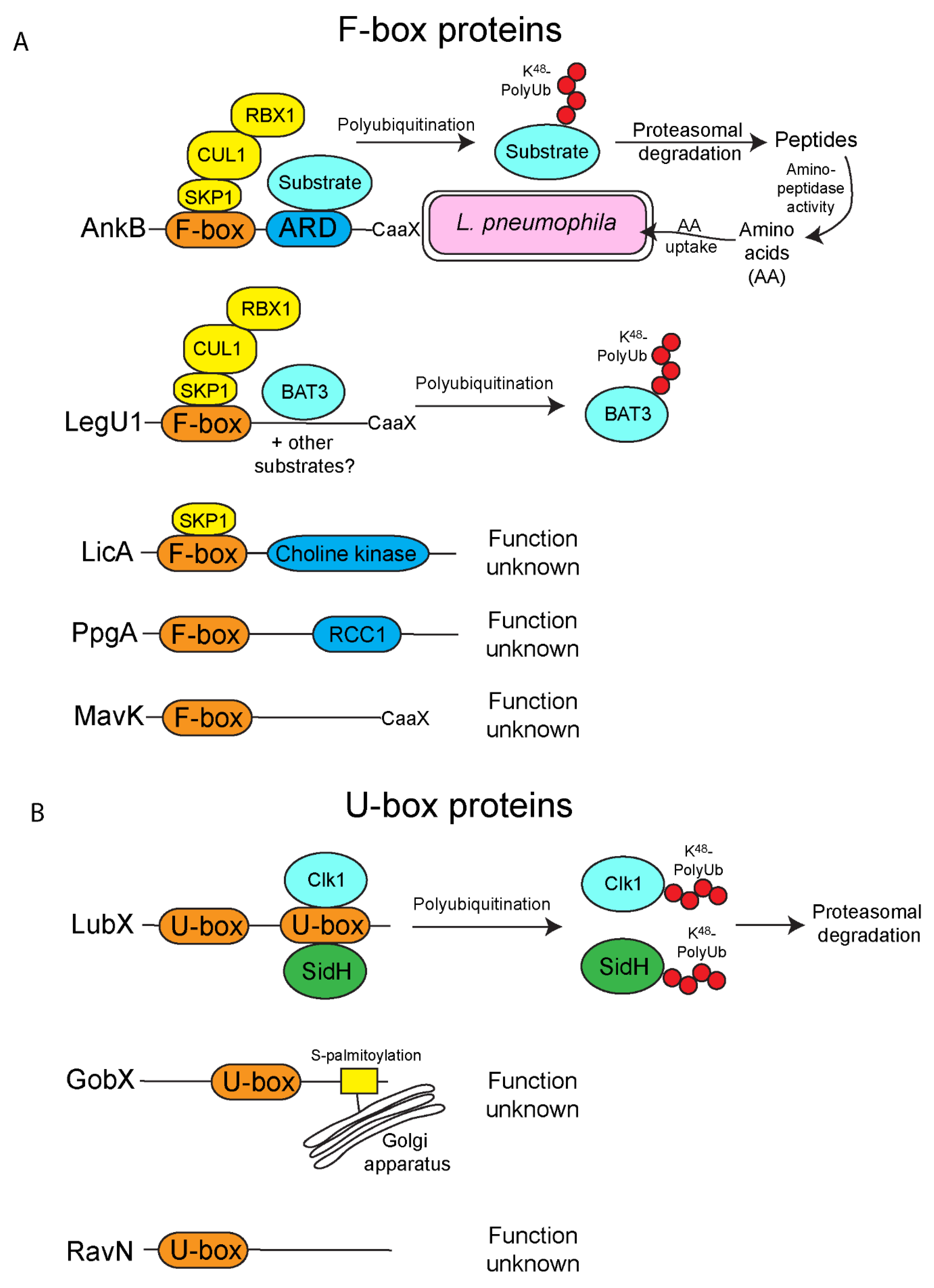 biomolecules free full text evolution and adaptation of legionella pneumophila to manipulate the ubiquitination machinery of its amoebae and mammalian hosts html