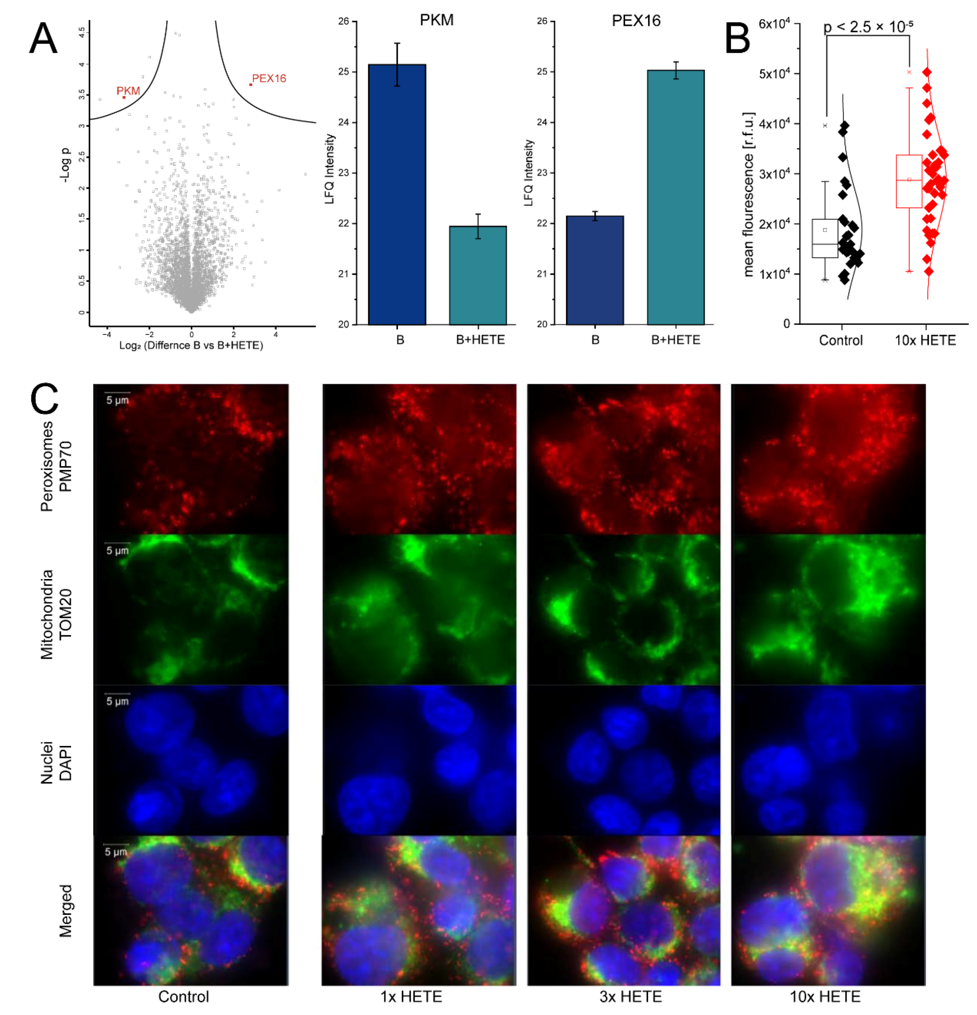 Biomolecules 11 00113 g004