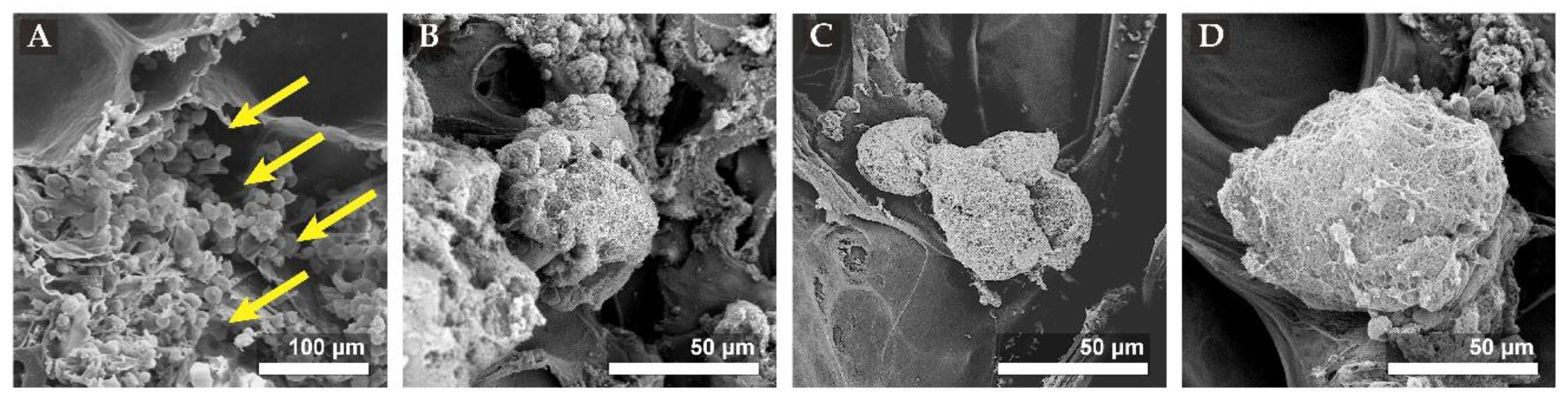 Biomolecules 11 00115 g007