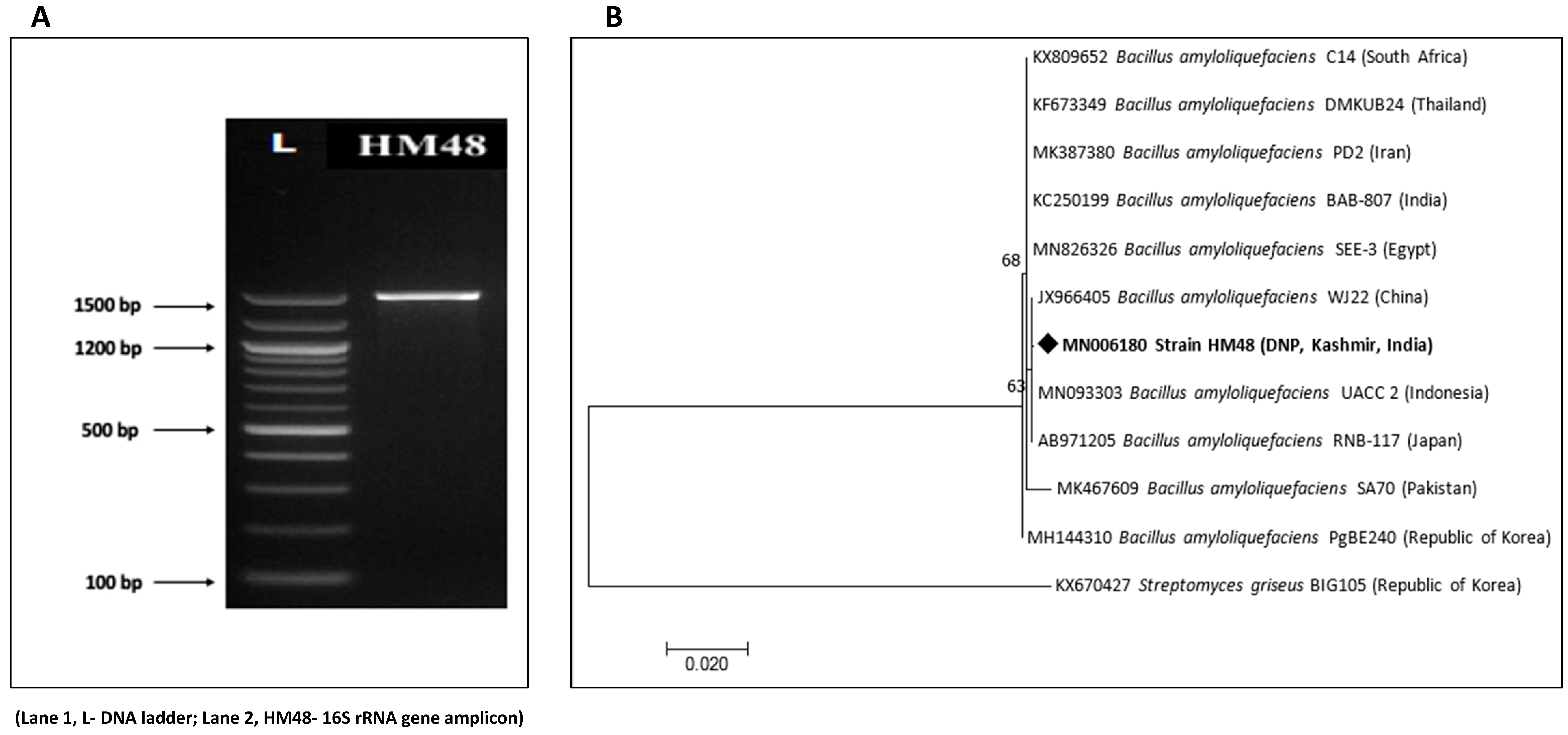 Biomolecules 11 00117 g004 Biomolecules 11 00117 g004