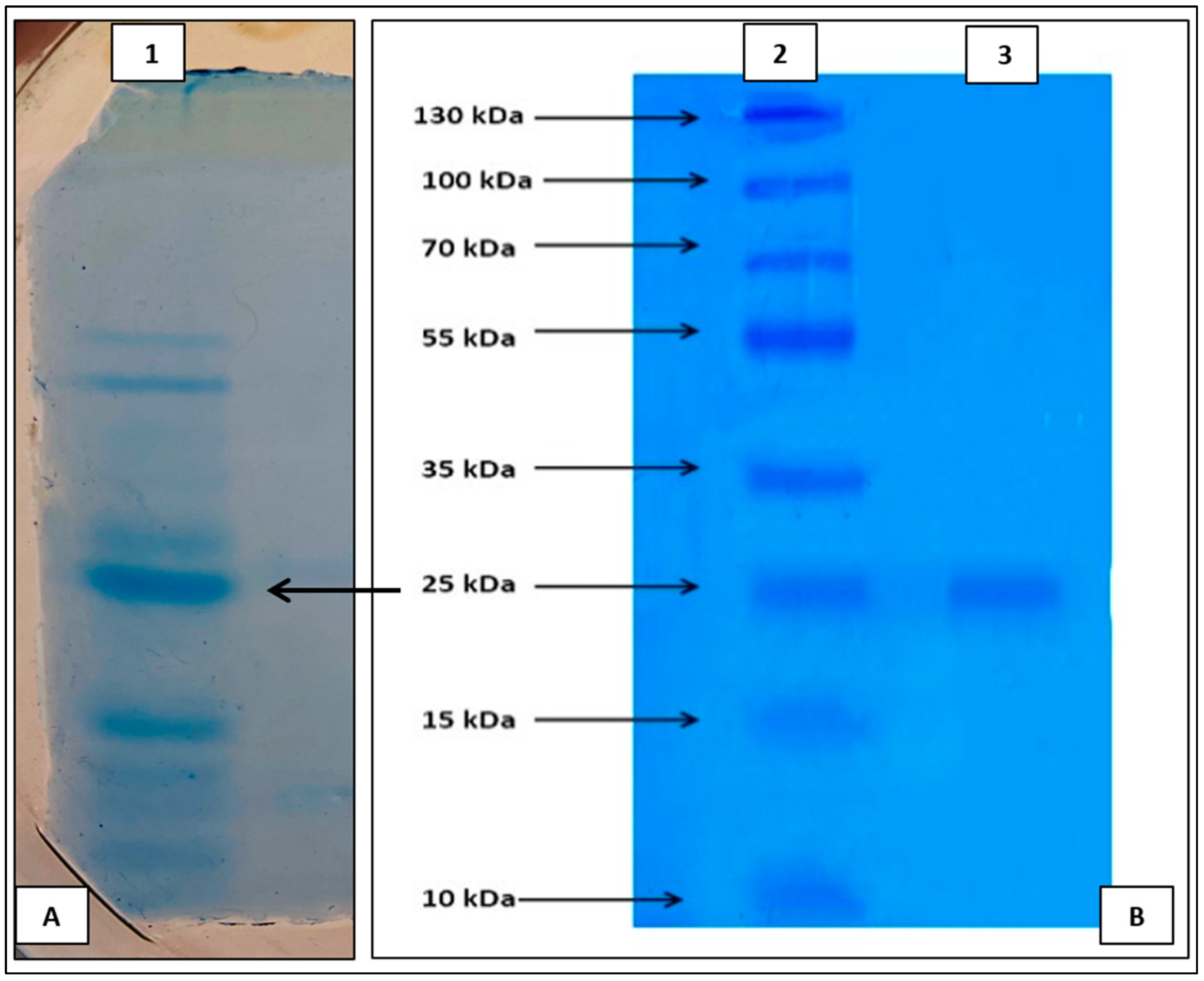 Biomolecules 11 00117 g005 Biomolecules 11 00117 g005