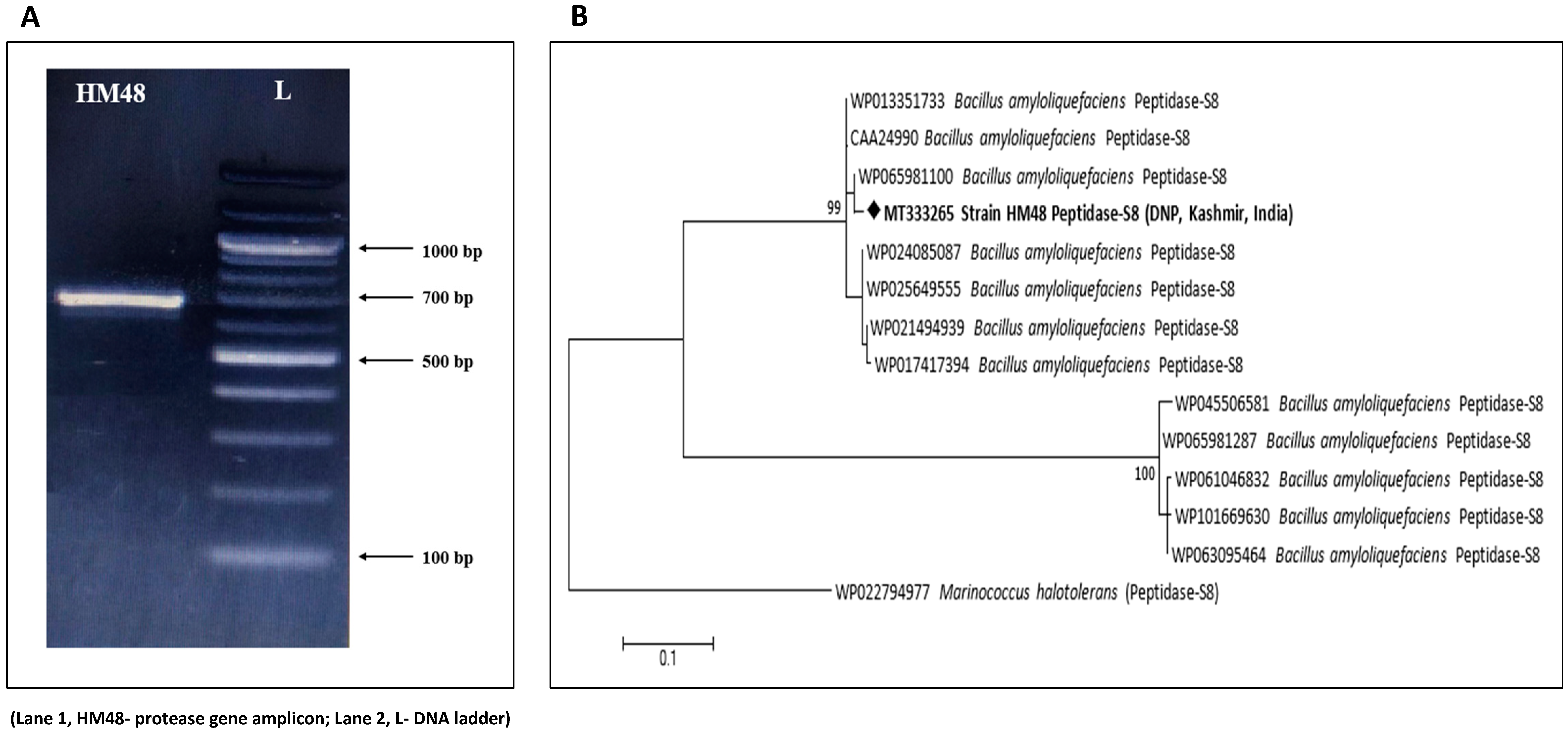 Biomolecules 11 00117 g009 Biomolecules 11 00117 g009