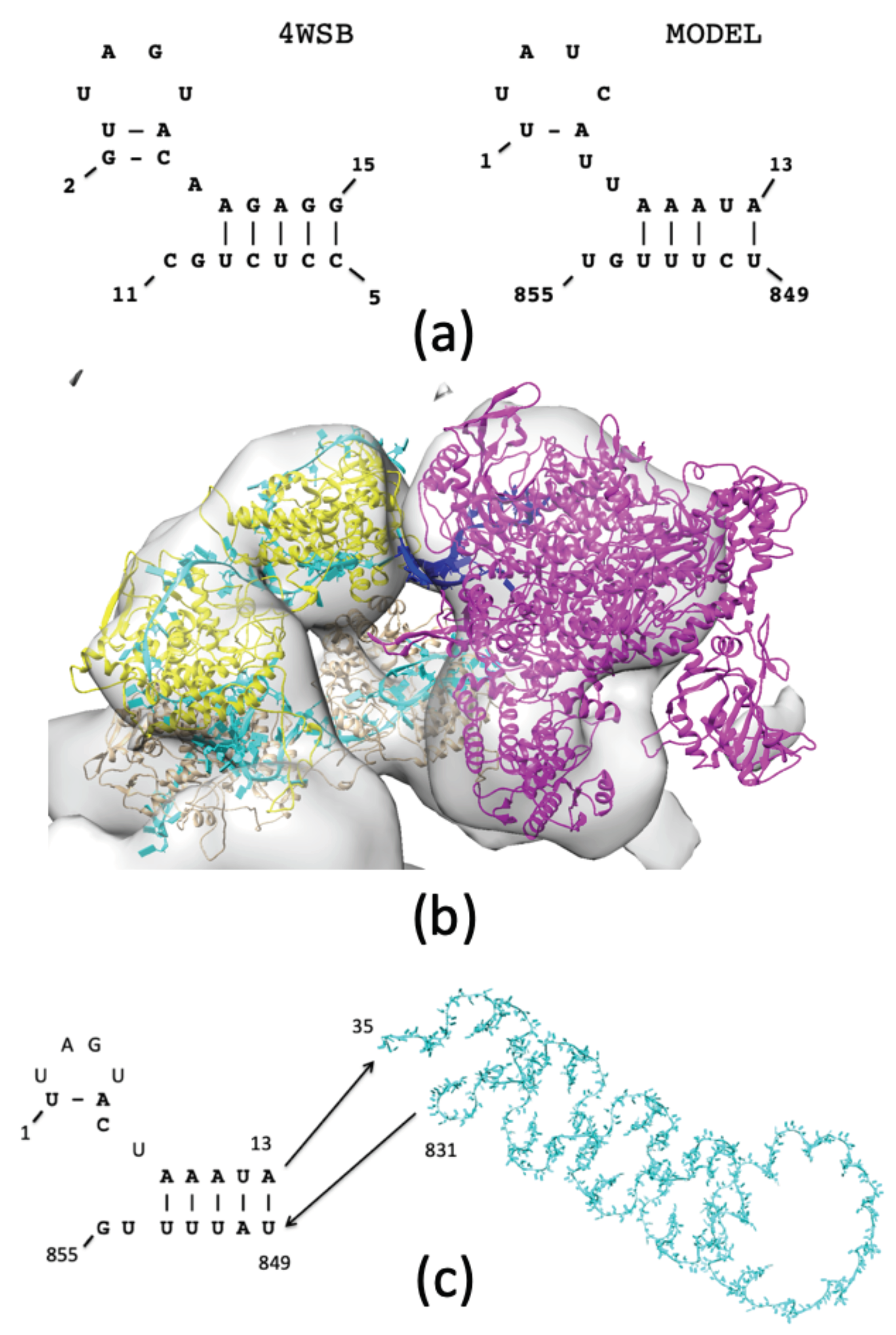 Biomolecules 11 00124 g005 Biomolecules 11 00124 g005
