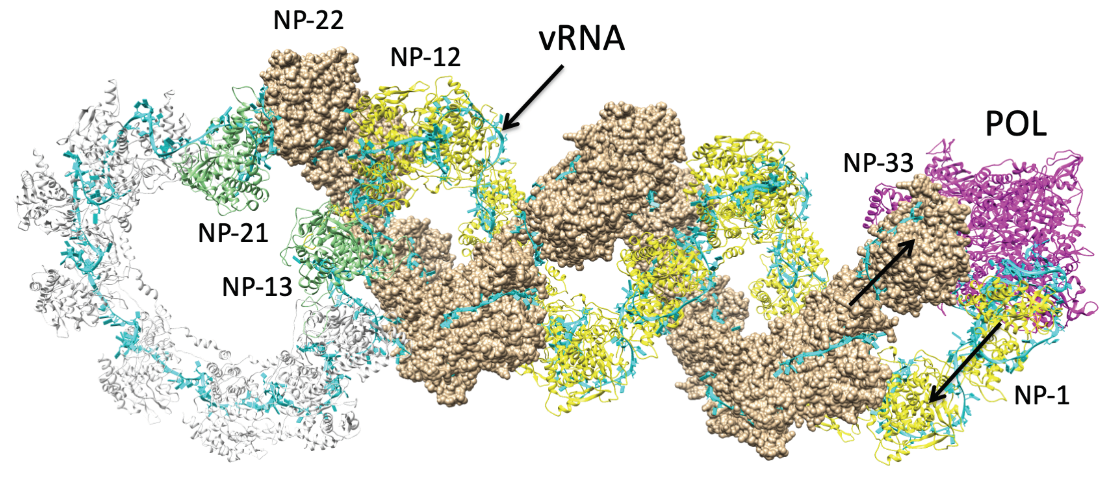 Biomolecules 11 00124 g006 Biomolecules 11 00124 g006