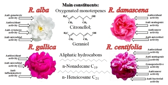 Biomolecules Free Full Text Rose Flowers A Delicate Perfume Or A Natural Healer Html
