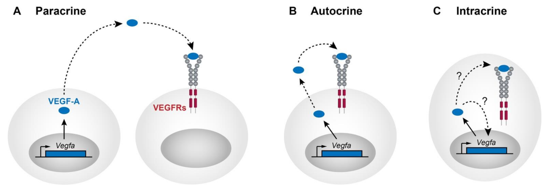 Biomolecules 11 00128 g001 Biomolecules 11 00128 g001