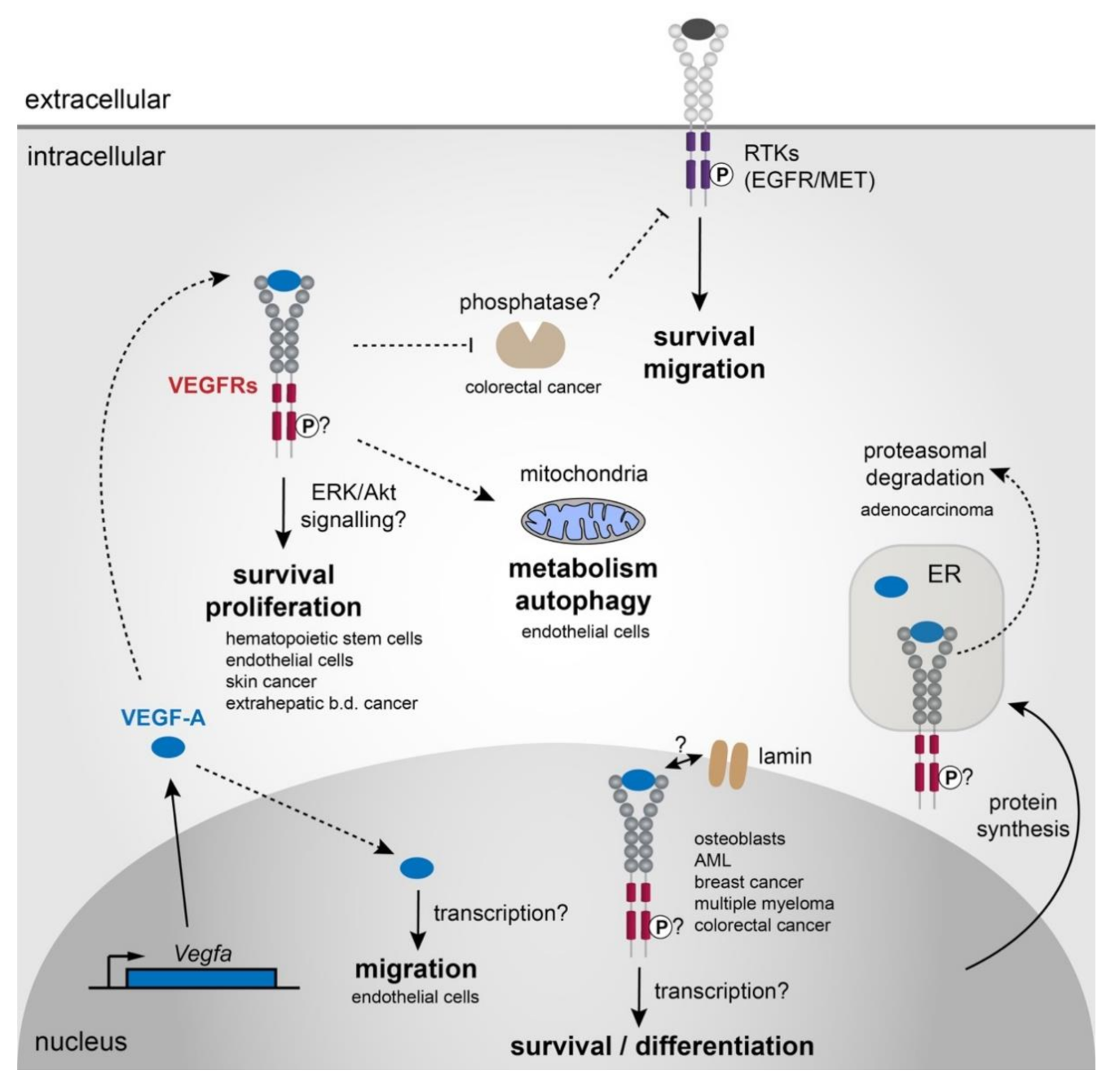 Biomolecules 11 00128 g002 Biomolecules 11 00128 g002