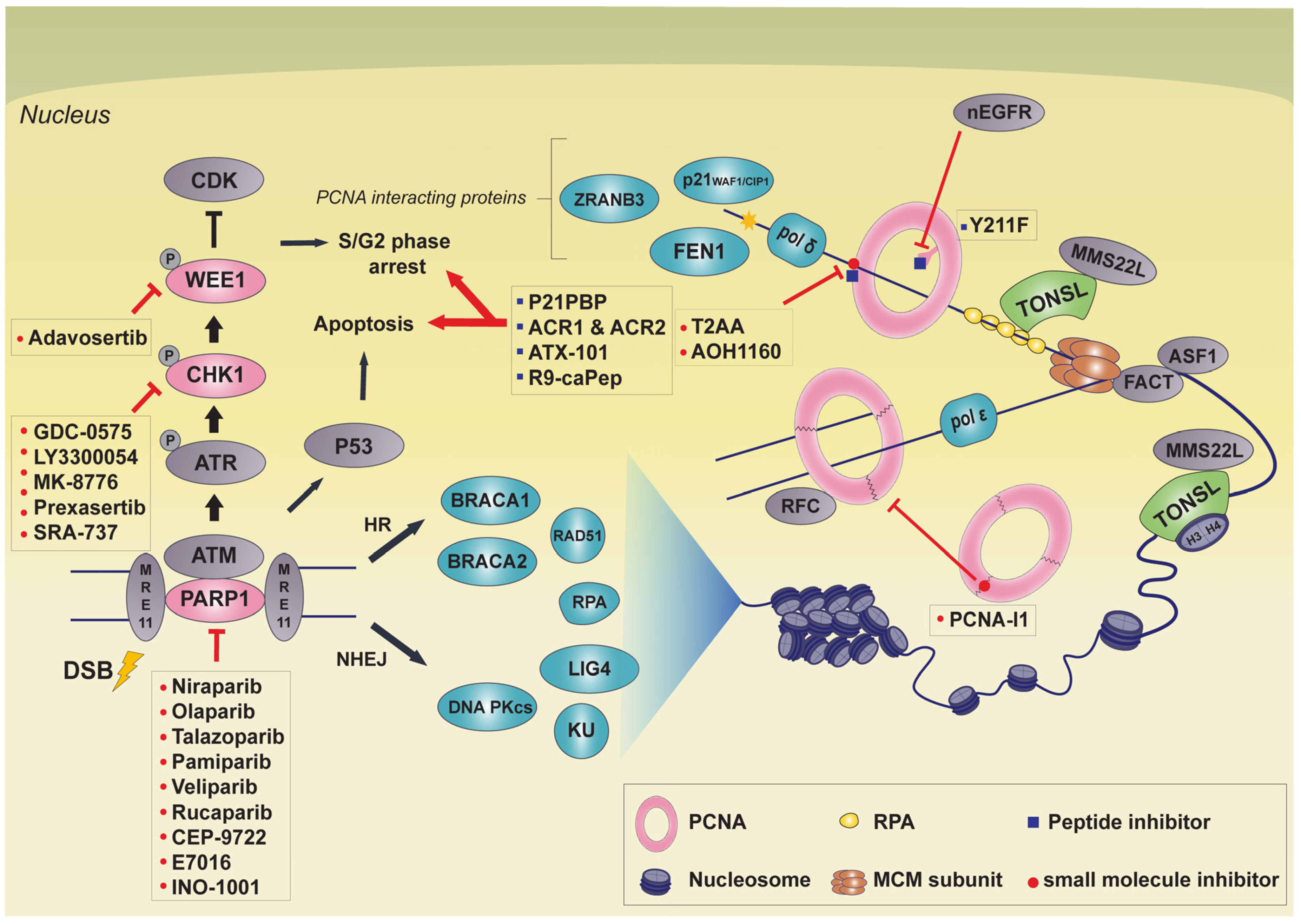 Biomolecules Free Full Text Targeting Non Oncogene Addiction For Cancer Therapy Html