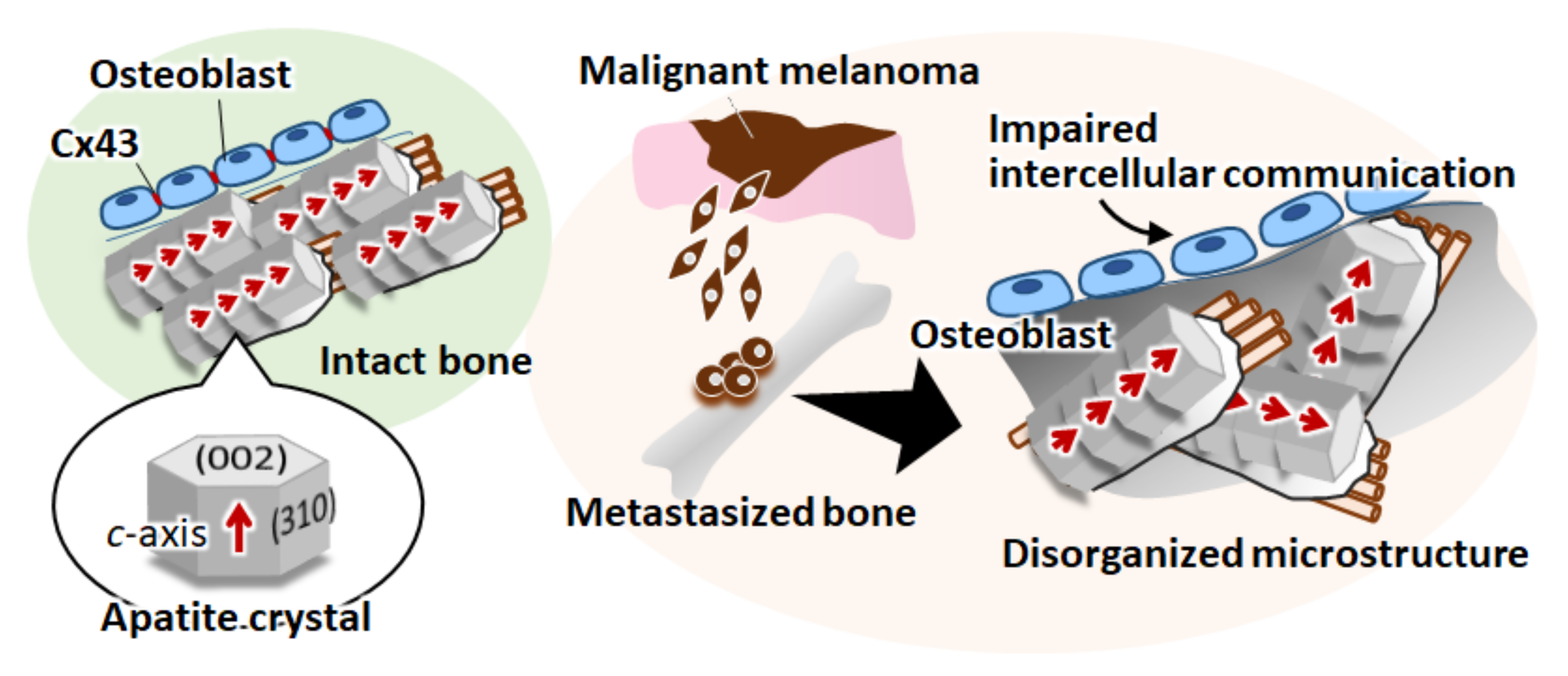 Biomolecules 11 00131 g006 Biomolecules 11 00131 g006