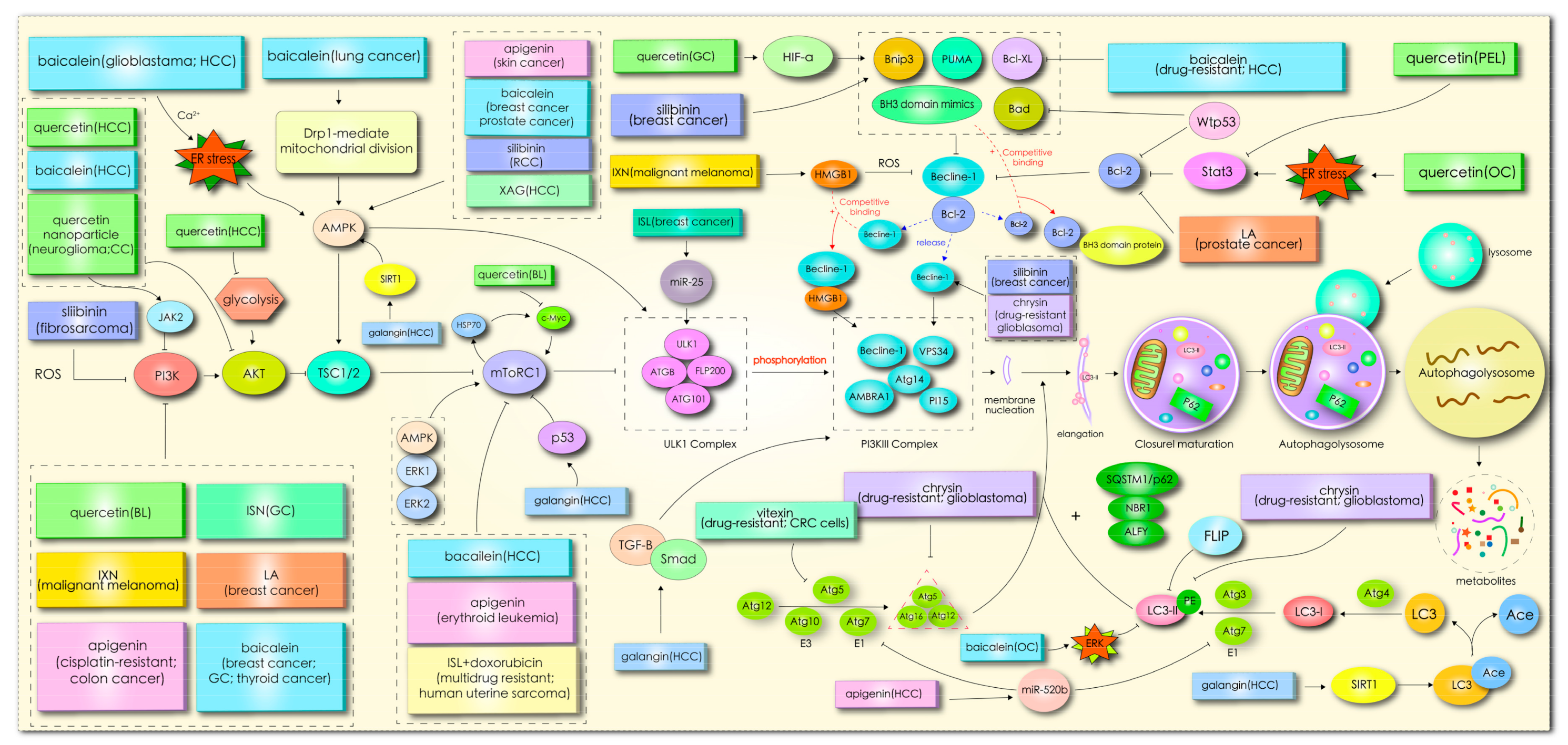 Autophagy: Mechanisms and Therapeutic Potential of