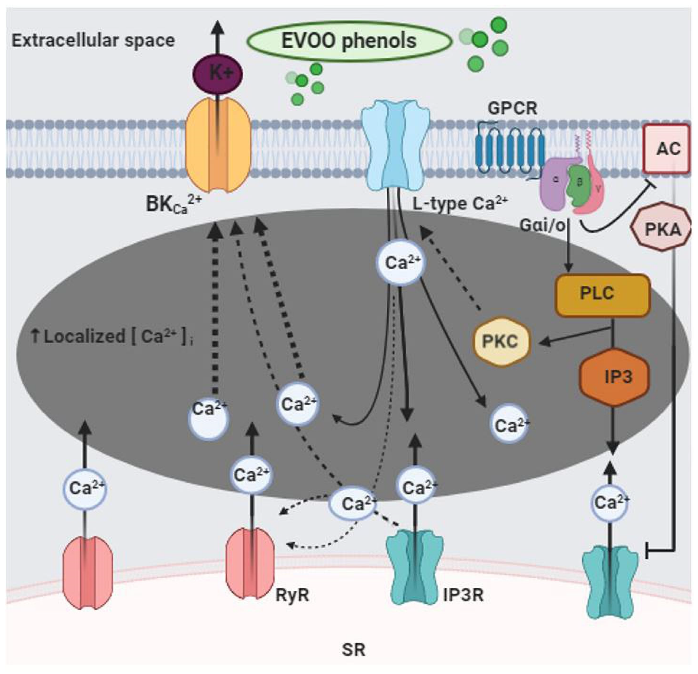 Biomolecules 11 00137 g007 Biomolecules 11 00137 g007