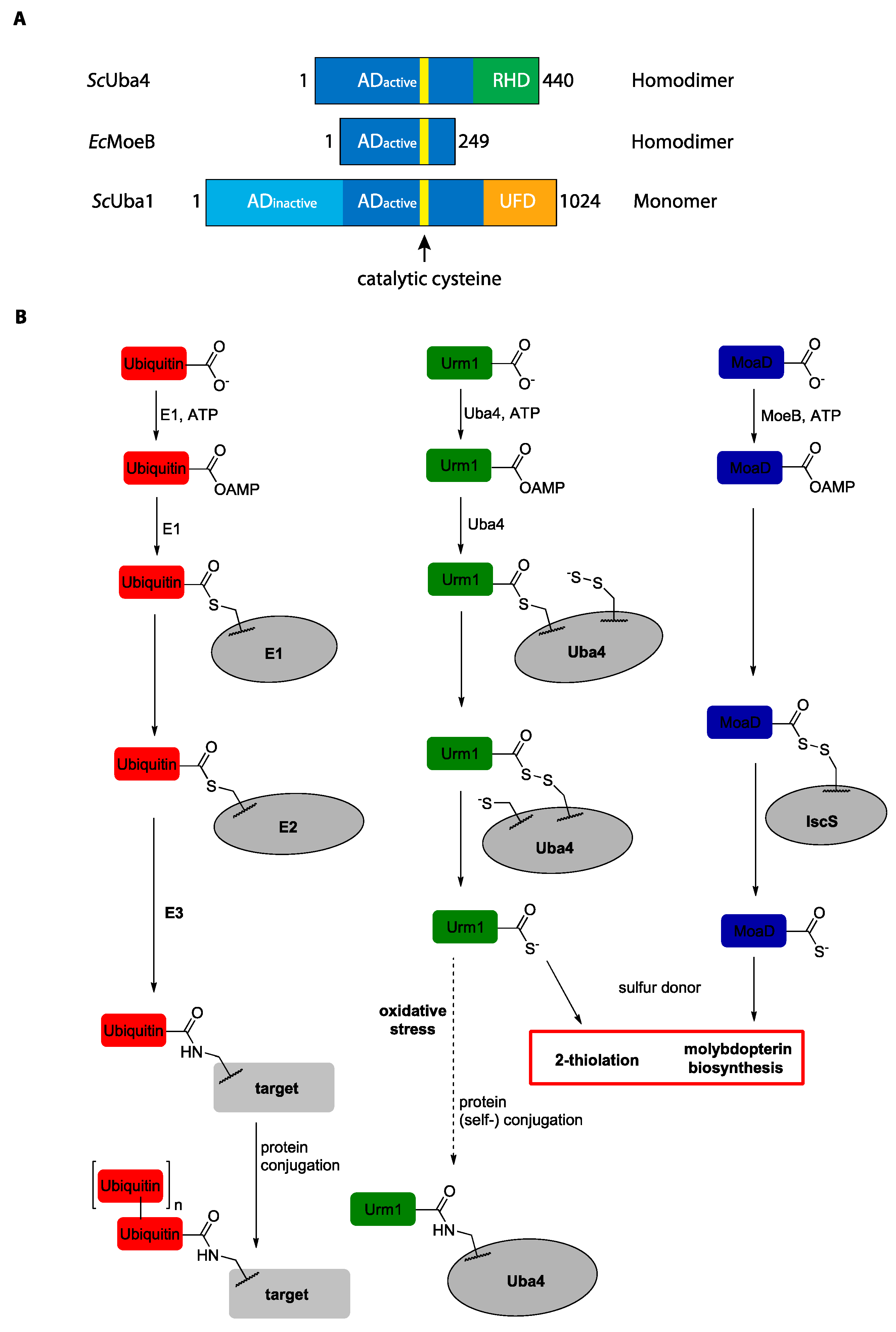 Biomolecules 11 00139 g003