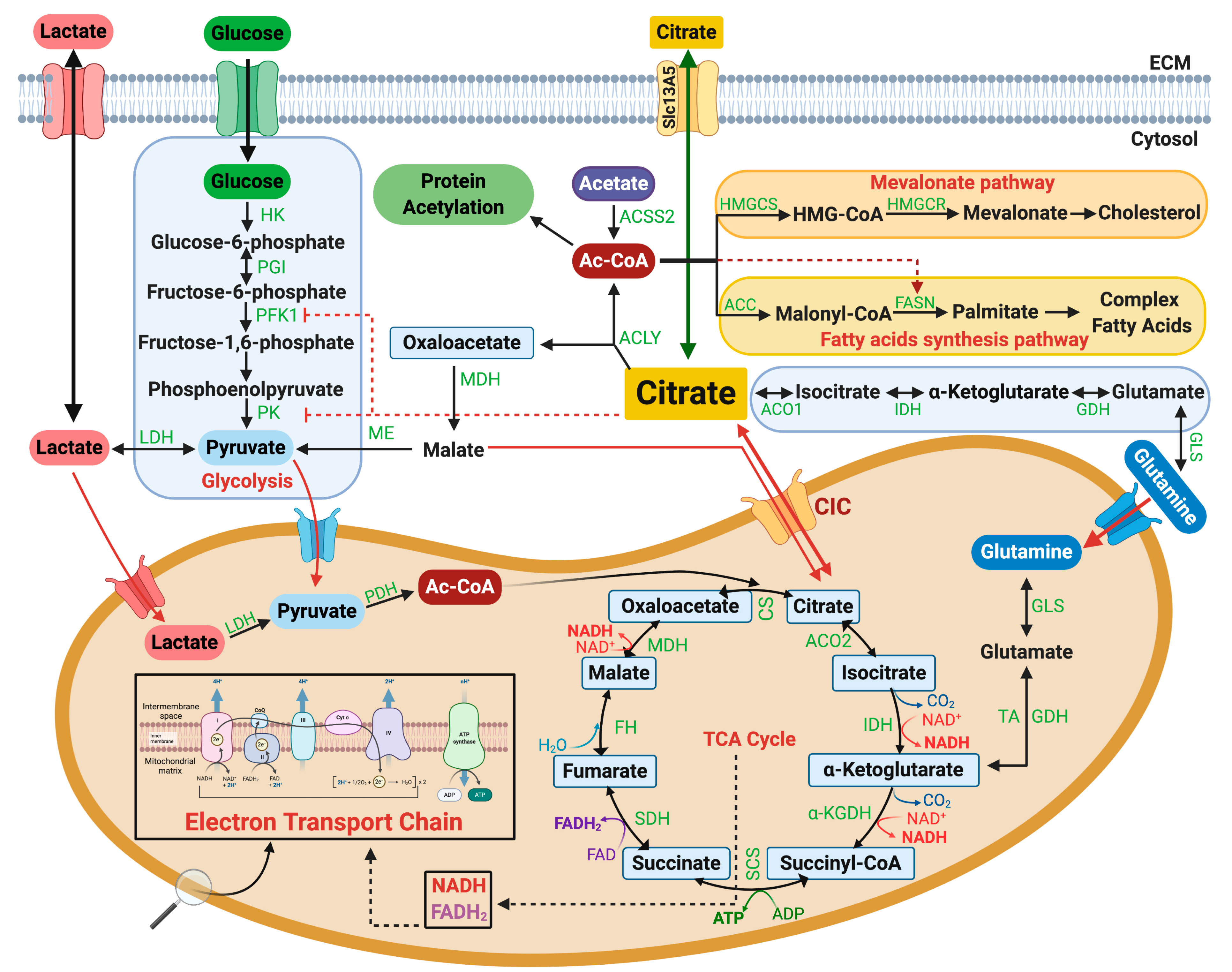 Biomolecules 11 00141 g004 Biomolecules 11 00141 g004