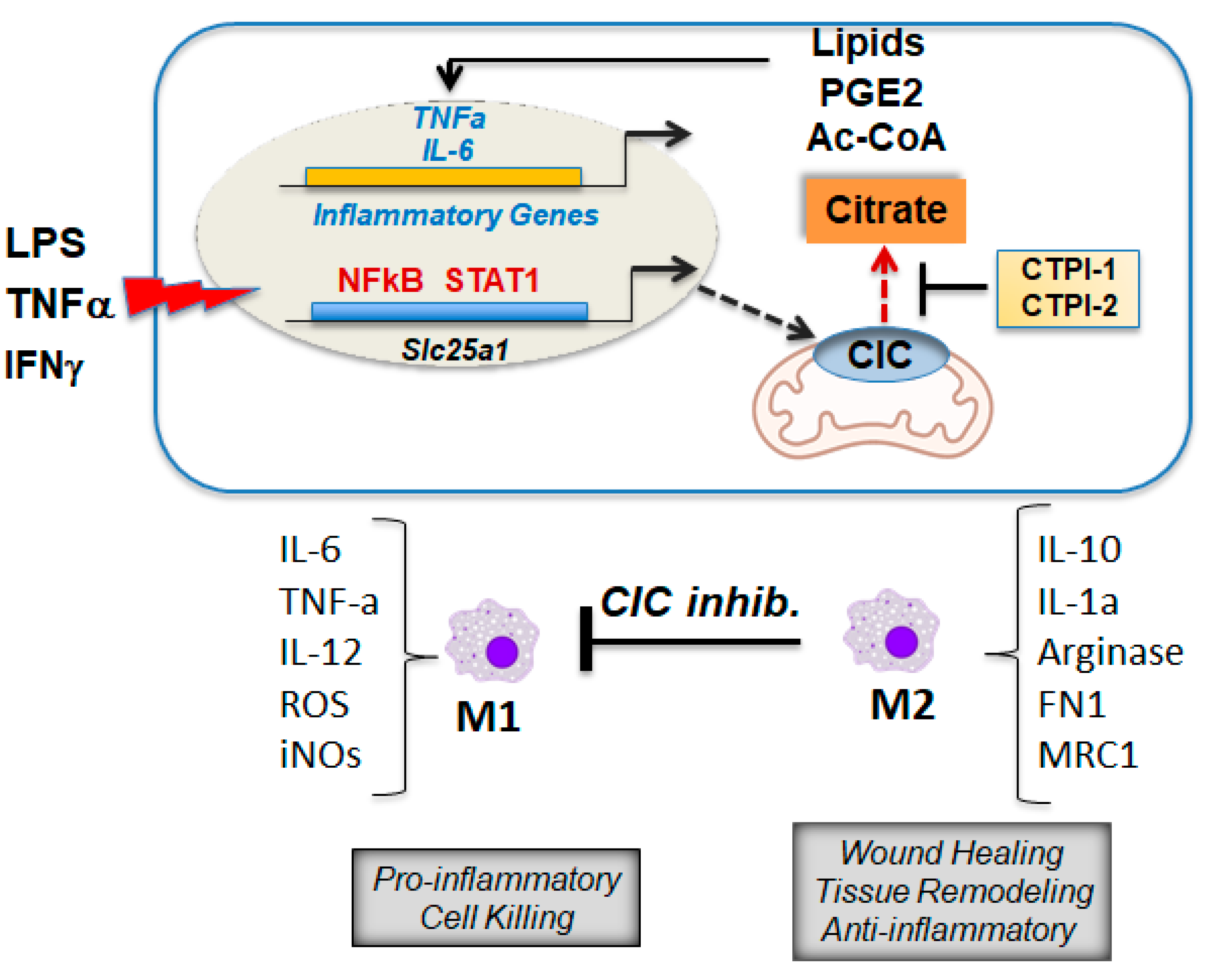 Biomolecules 11 00141 g007 Biomolecules 11 00141 g007