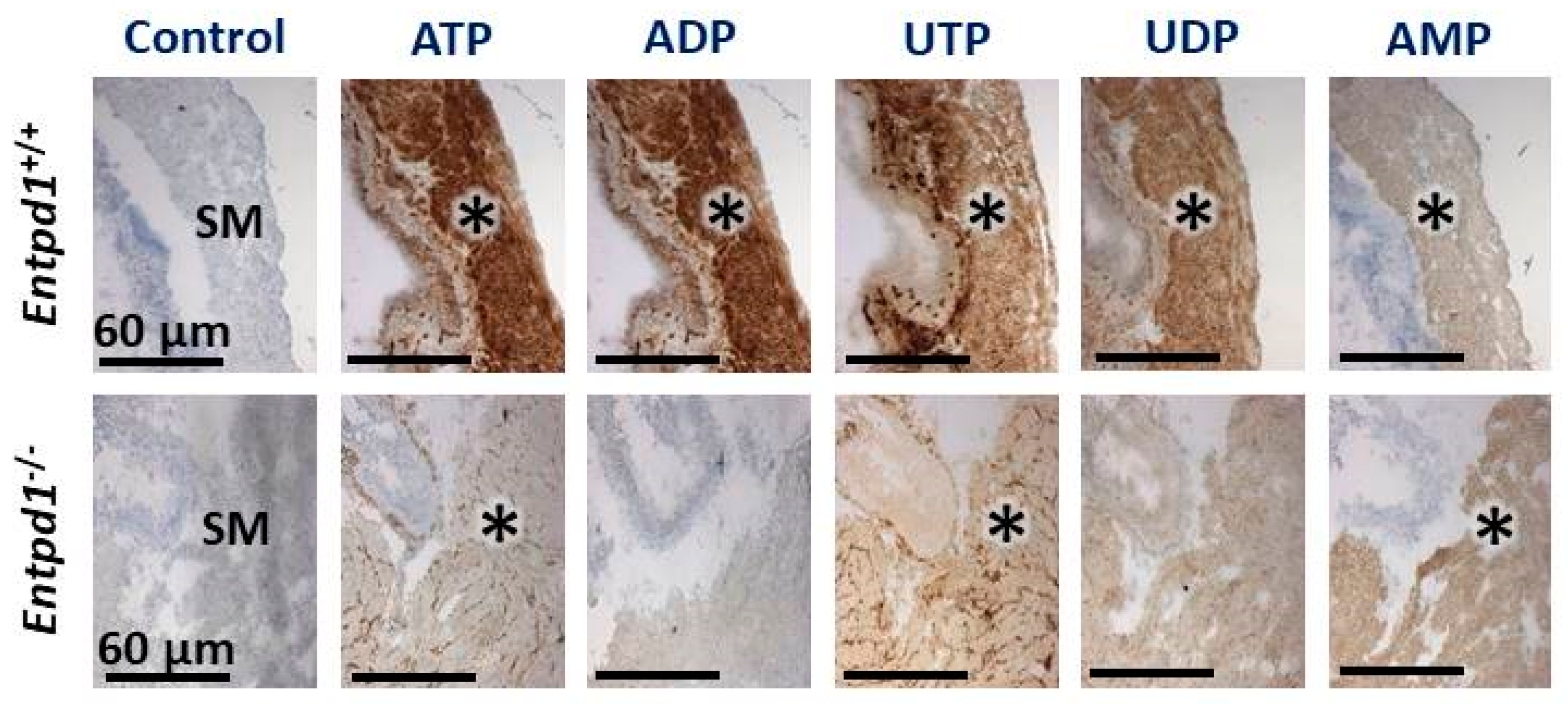 Biomolecules 11 00147 g002 Biomolecules 11 00147 g002