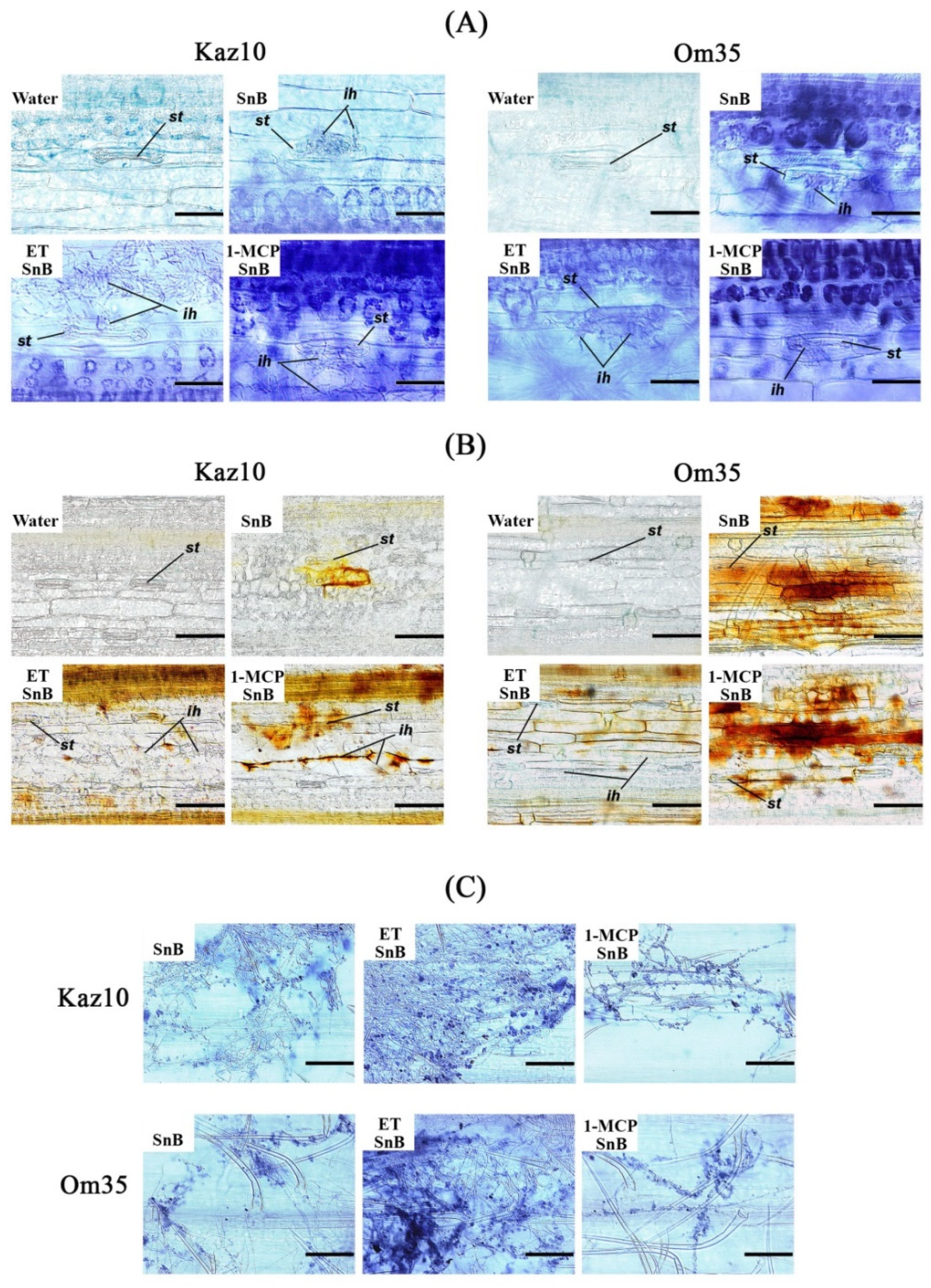 Biomolecules 11 00174 g004