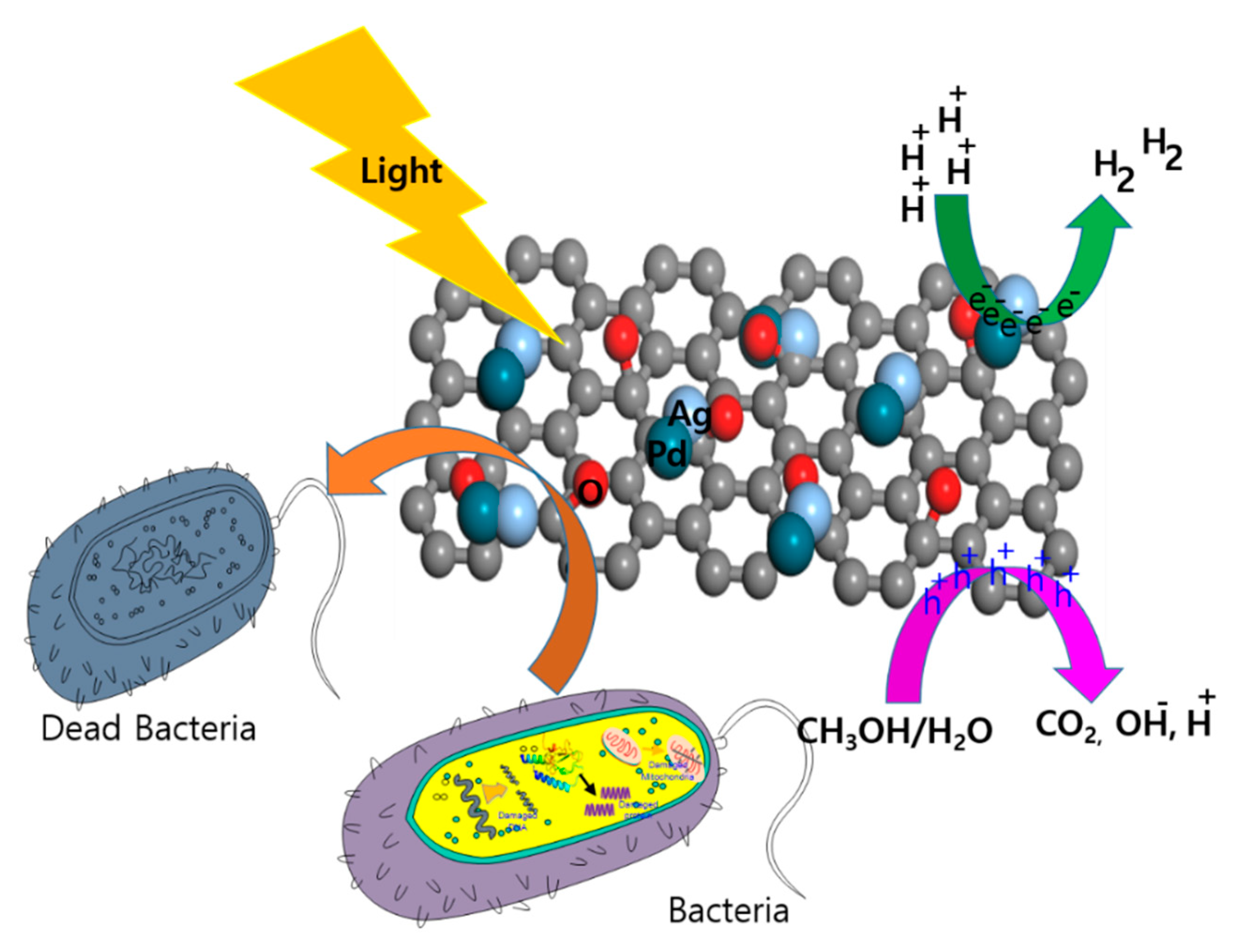 Biomolecules 11 00190 g008 Biomolecules 11 00190 g008