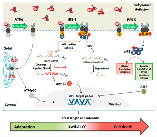 ER Stress and Unfolded Protein Response in Leukemia: Friend