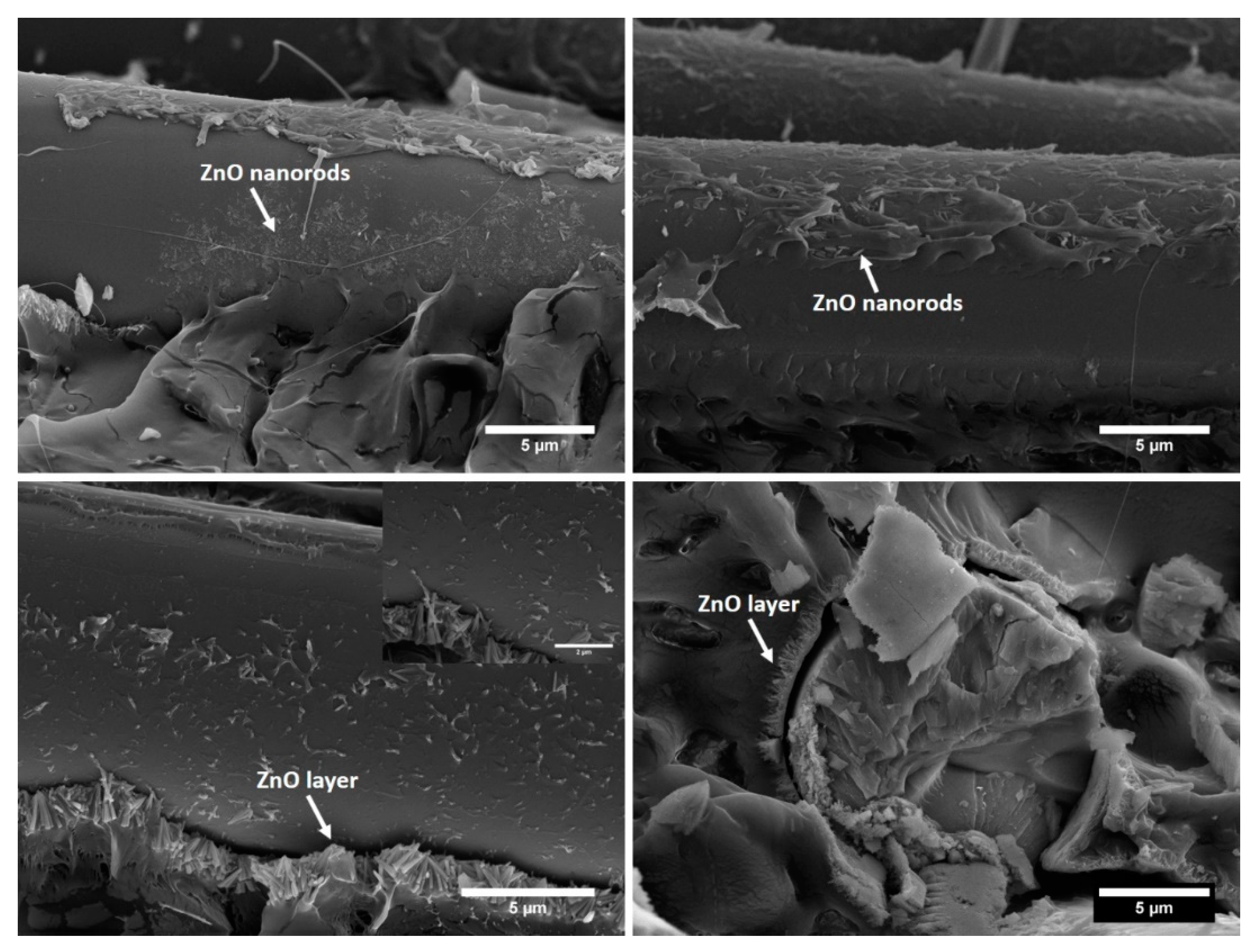 Biomolecules 11 00200 g012 Biomolecules 11 00200 g012