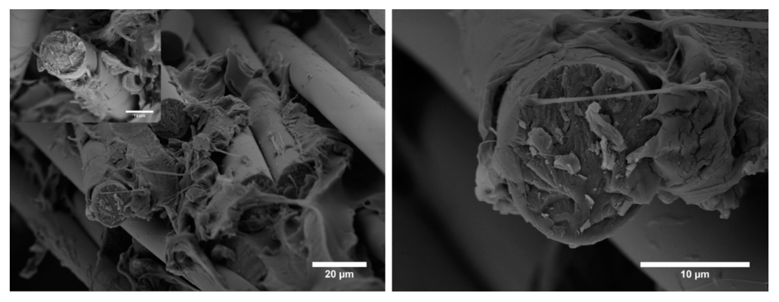 Biomolecules 11 00200 g013 Biomolecules 11 00200 g013