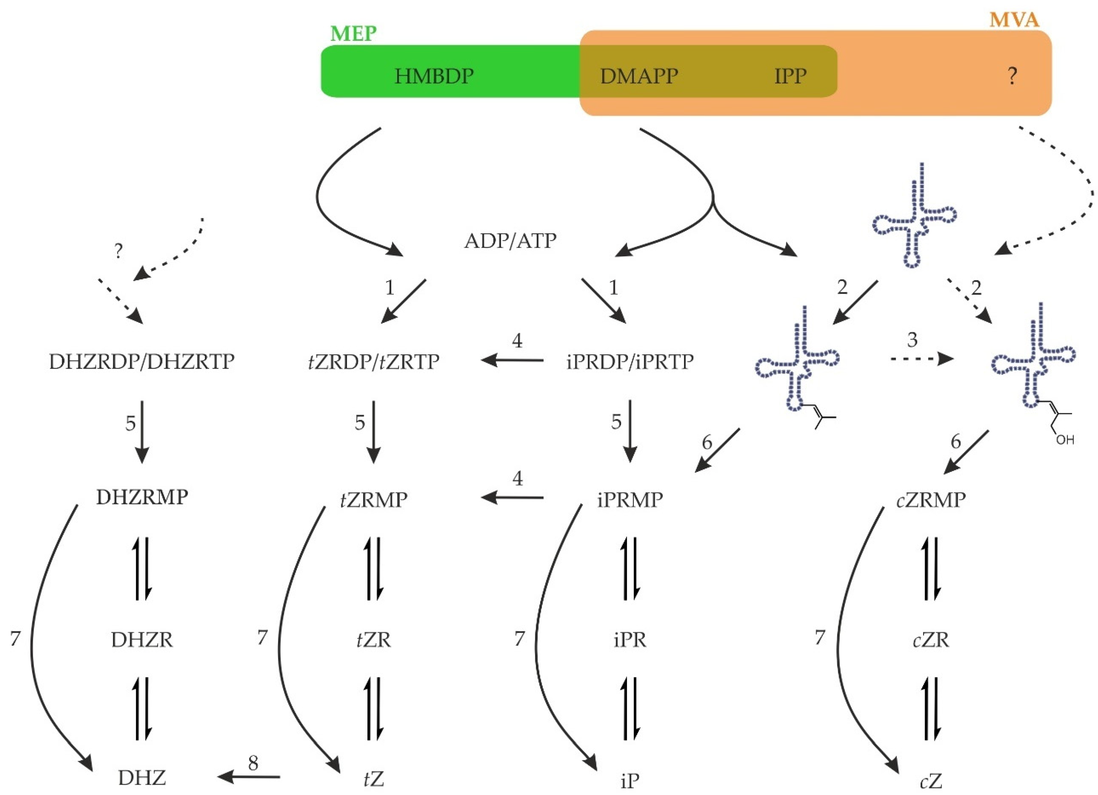 Biomolecules 11 00209 g003