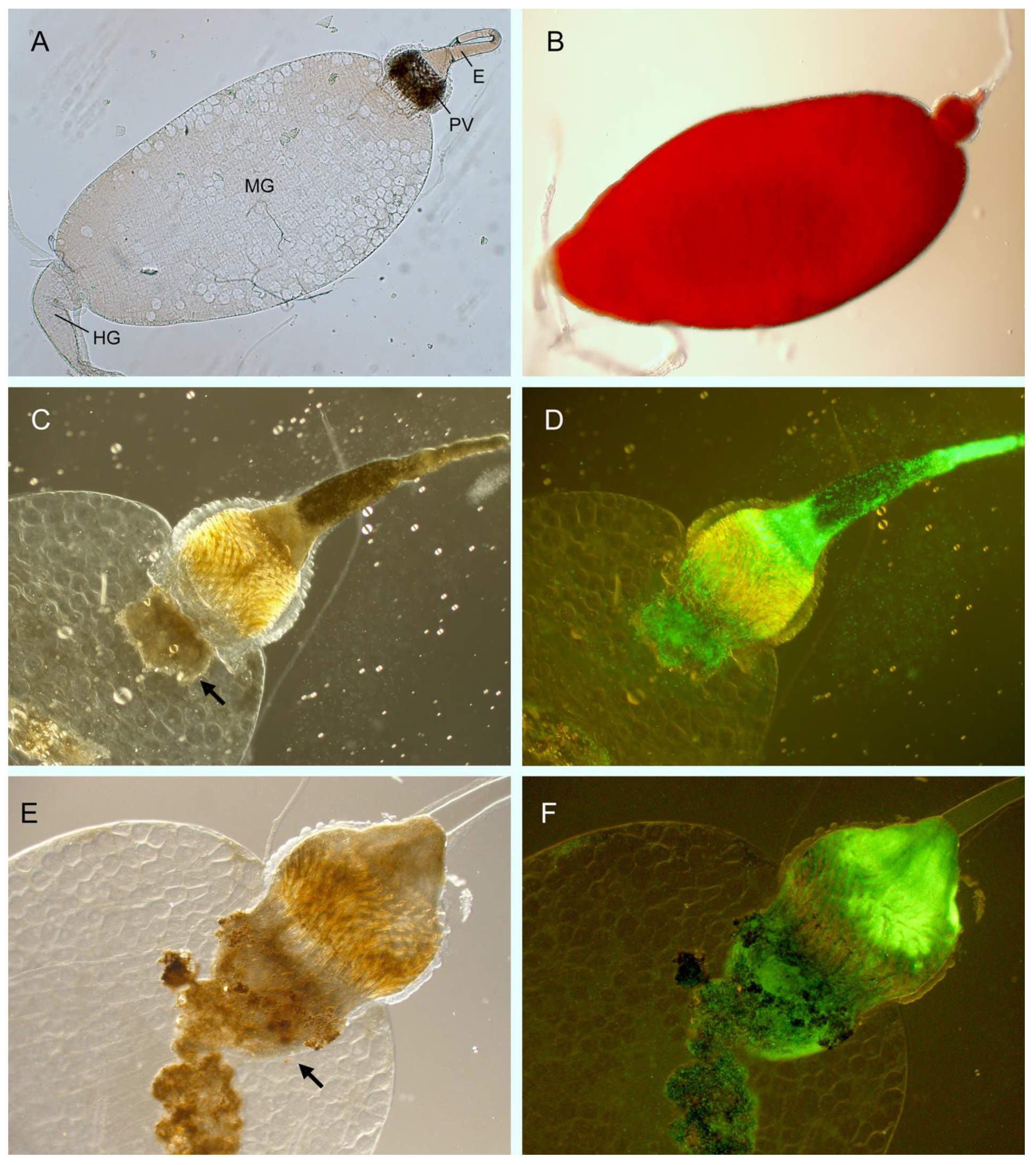 Biomolecules 11 00210 g001 Biomolecules 11 00210 g001