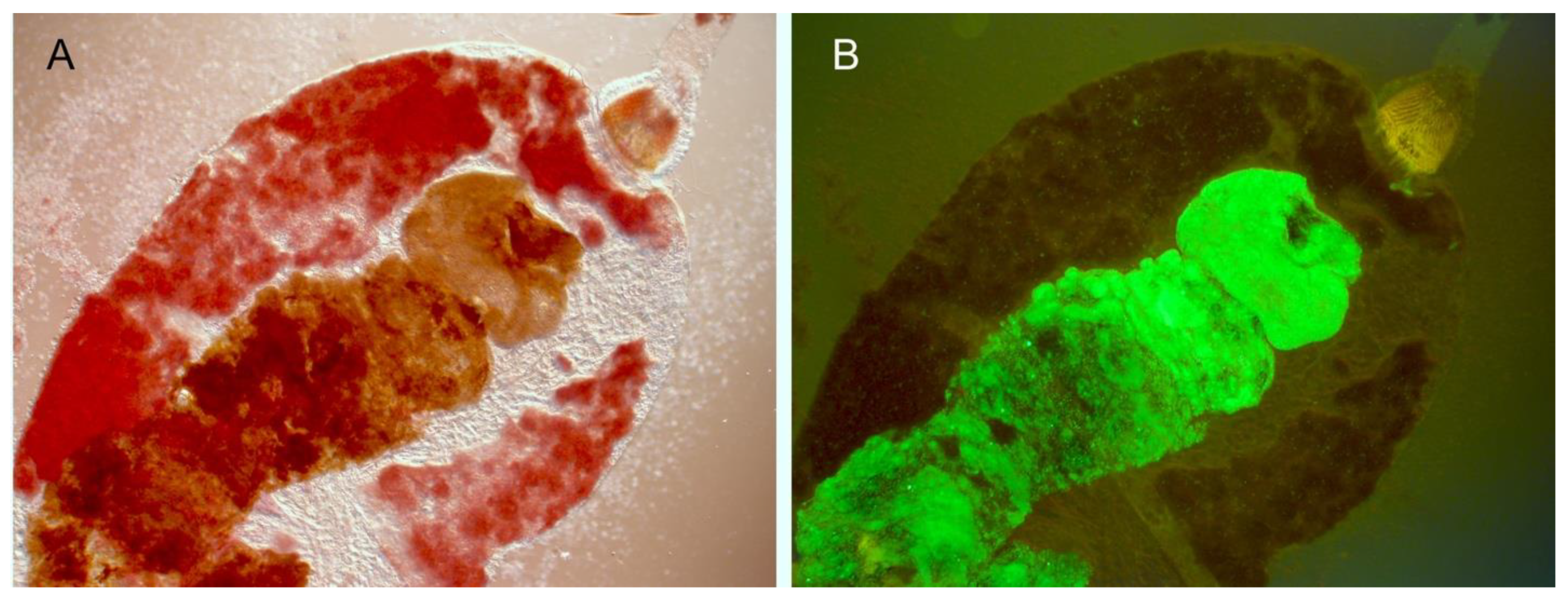 Biomolecules 11 00210 g002 Biomolecules 11 00210 g002