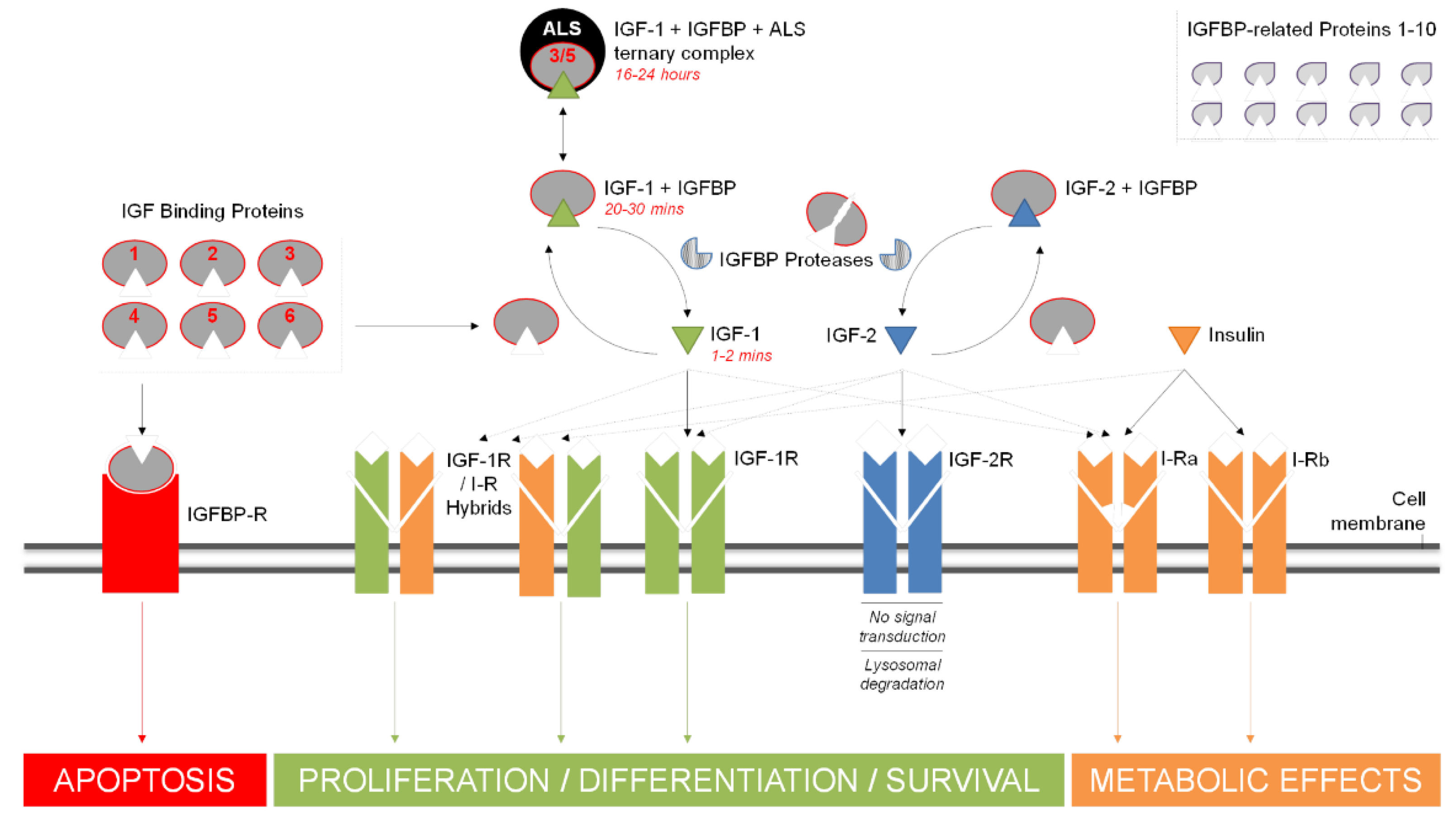 Biomolecules 11 00217 g002 Biomolecules 11 00217 g002