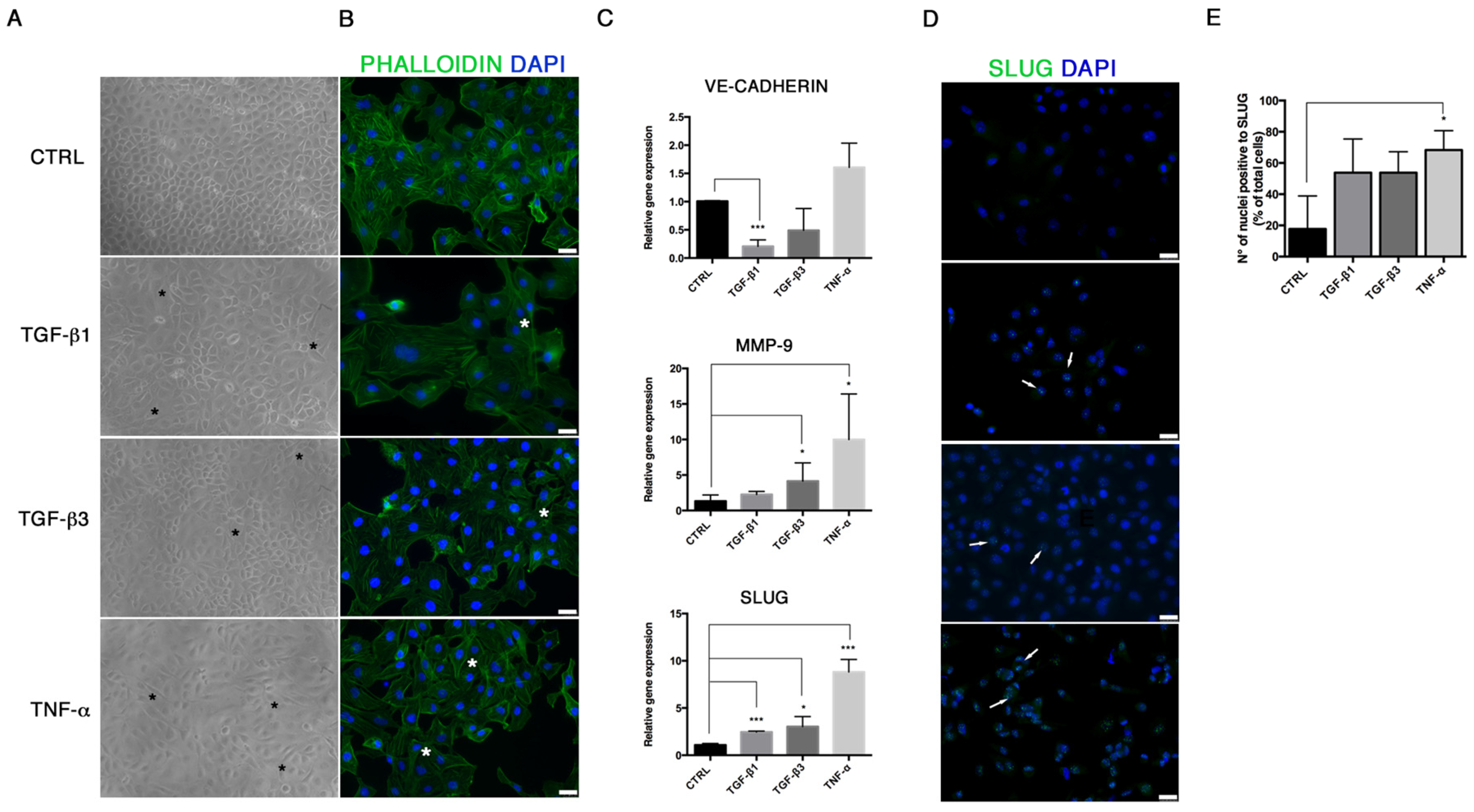 Biomolecules 11 00226 g001