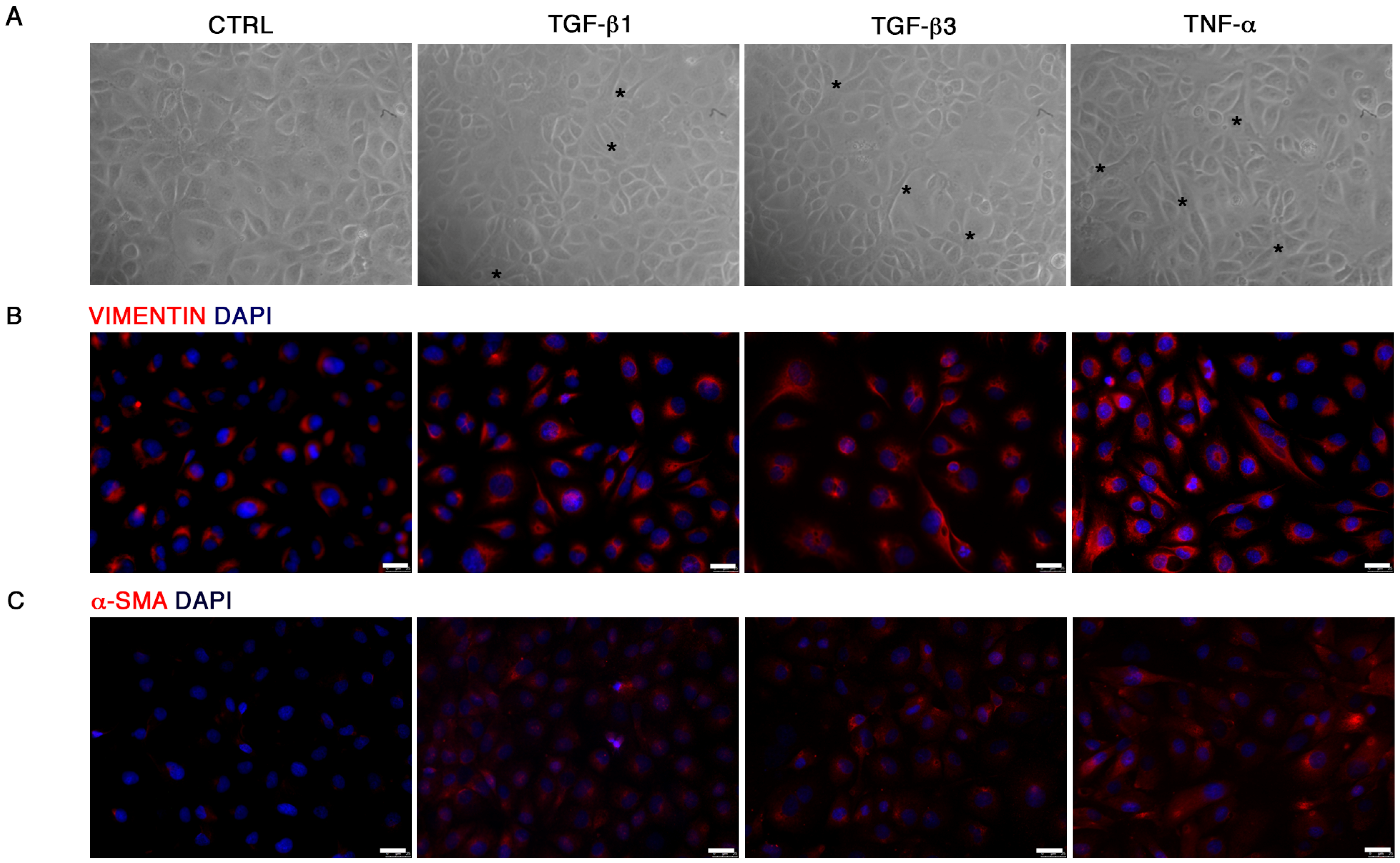 Biomolecules 11 00226 g003