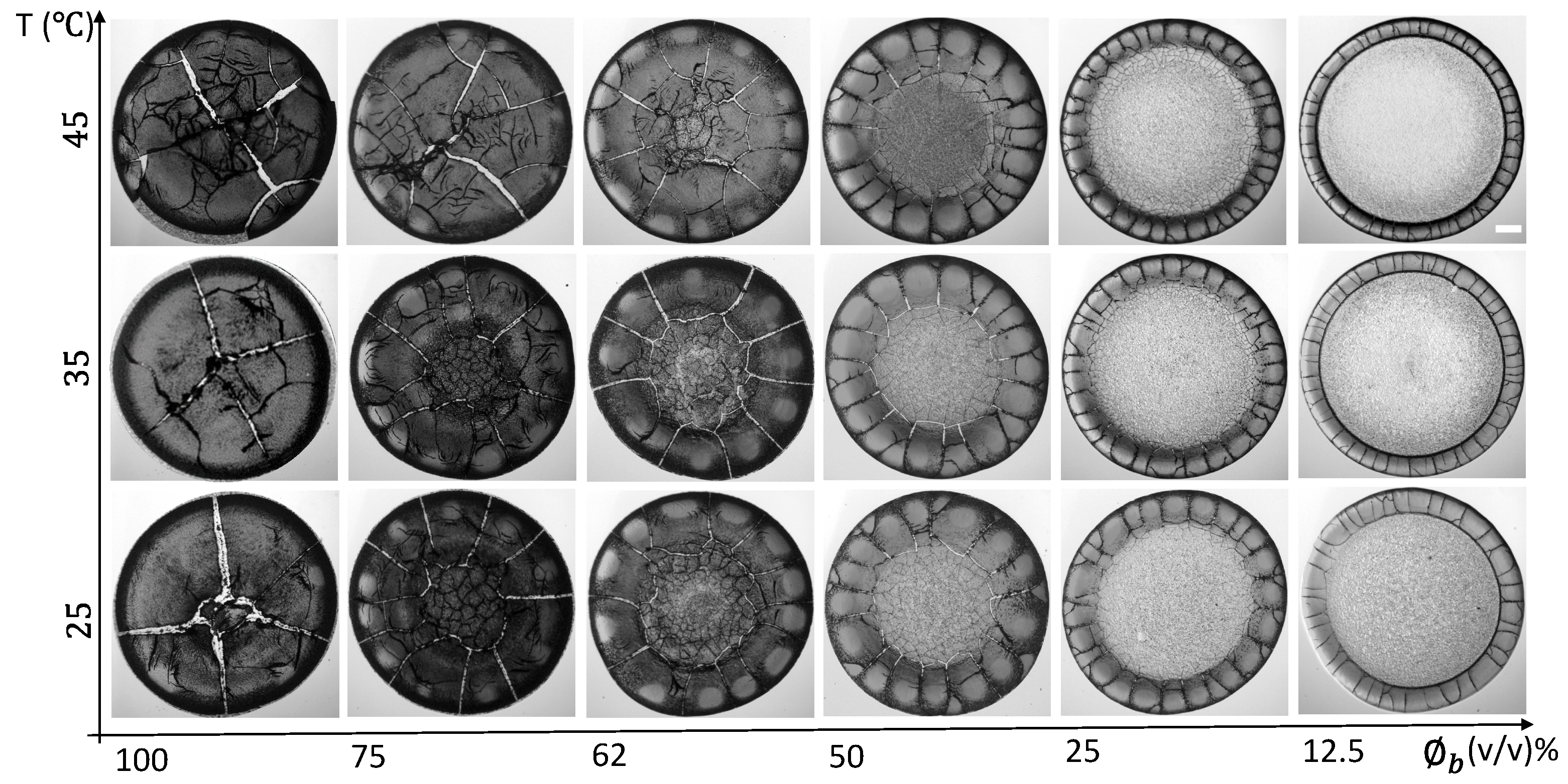 Biomolecules 11 00231 g001 Biomolecules 11 00231 g001