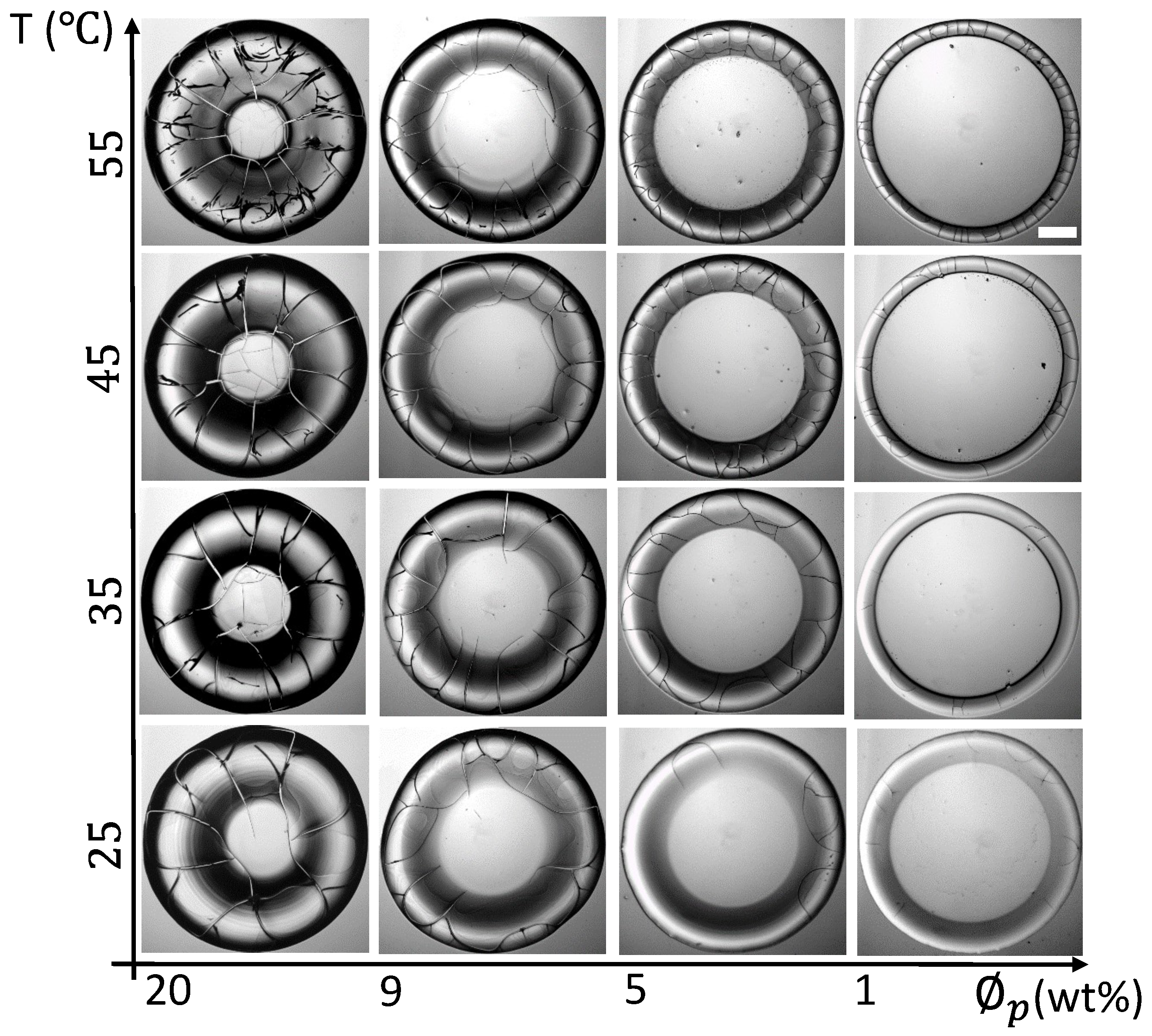 Biomolecules 11 00231 g003 Biomolecules 11 00231 g003