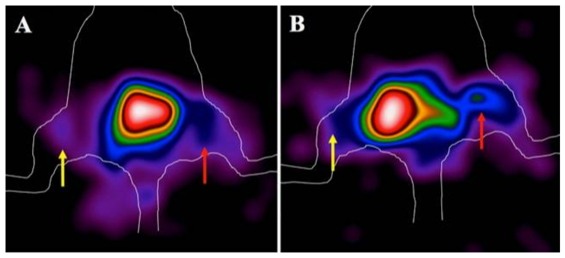 Biomolecules 11 00232 g006 Biomolecules 11 00232 g006