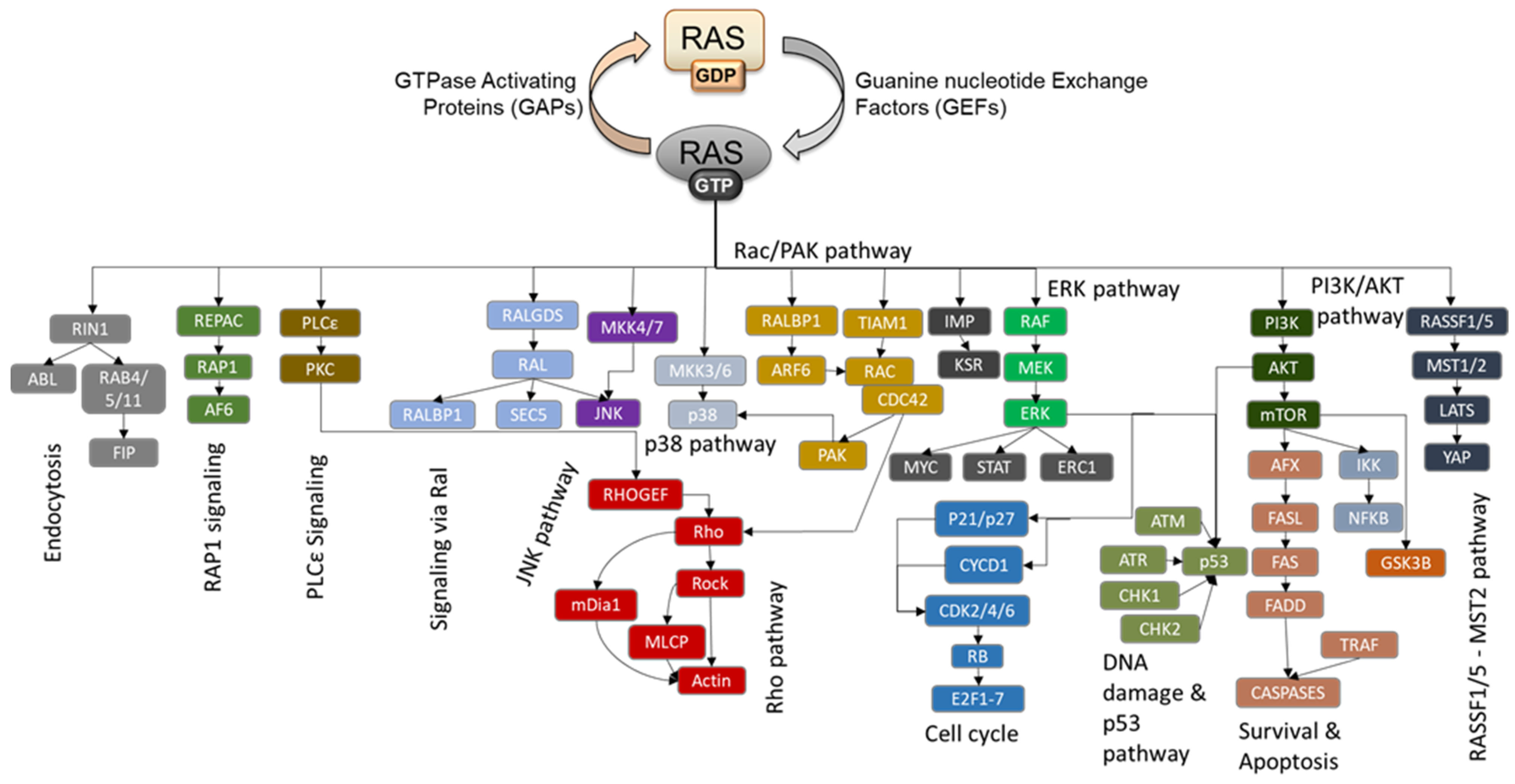Biomolecules 11 00236 g001 Biomolecules 11 00236 g001
