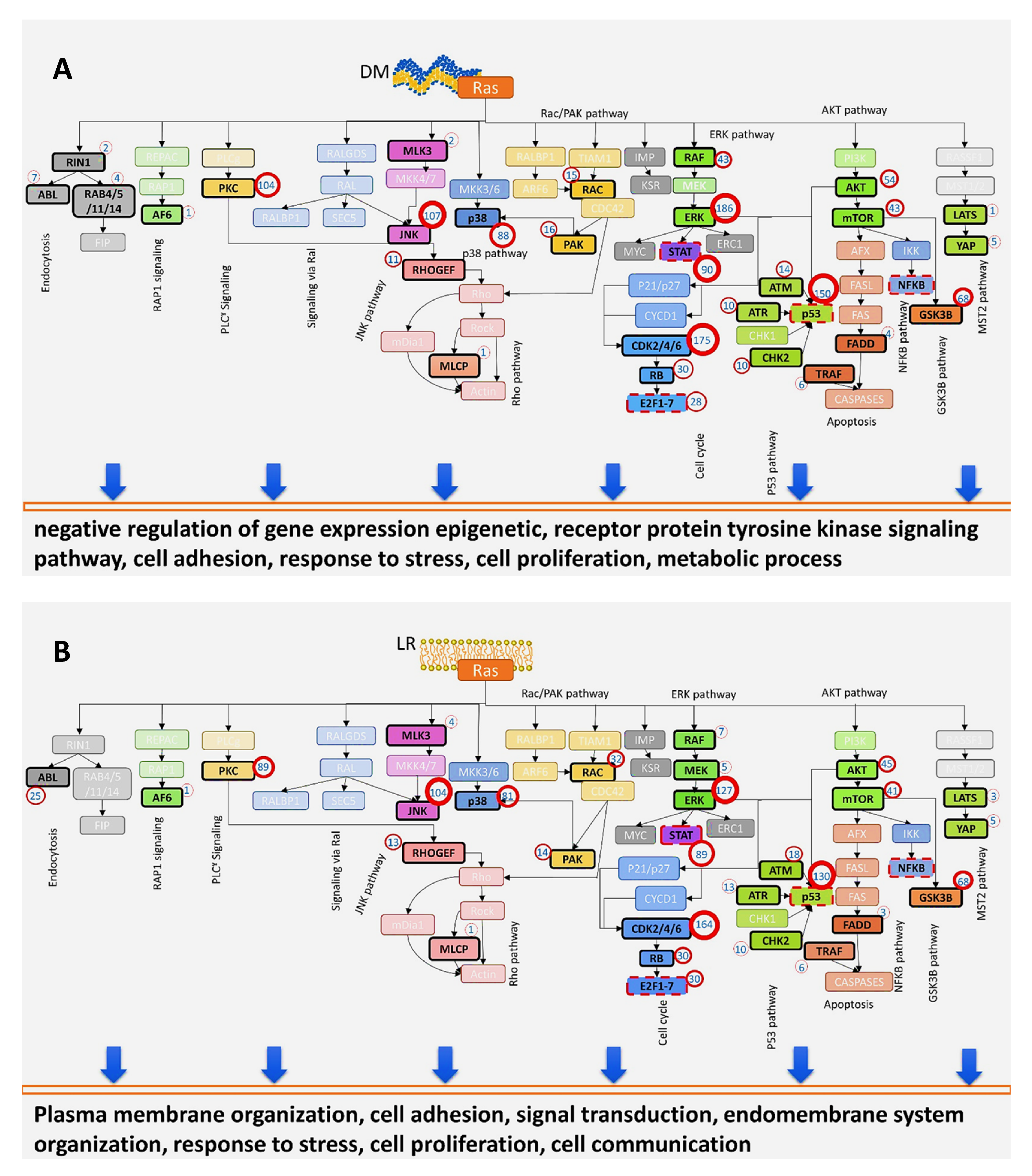 Biomolecules 11 00236 g006a Biomolecules 11 00236 g006a