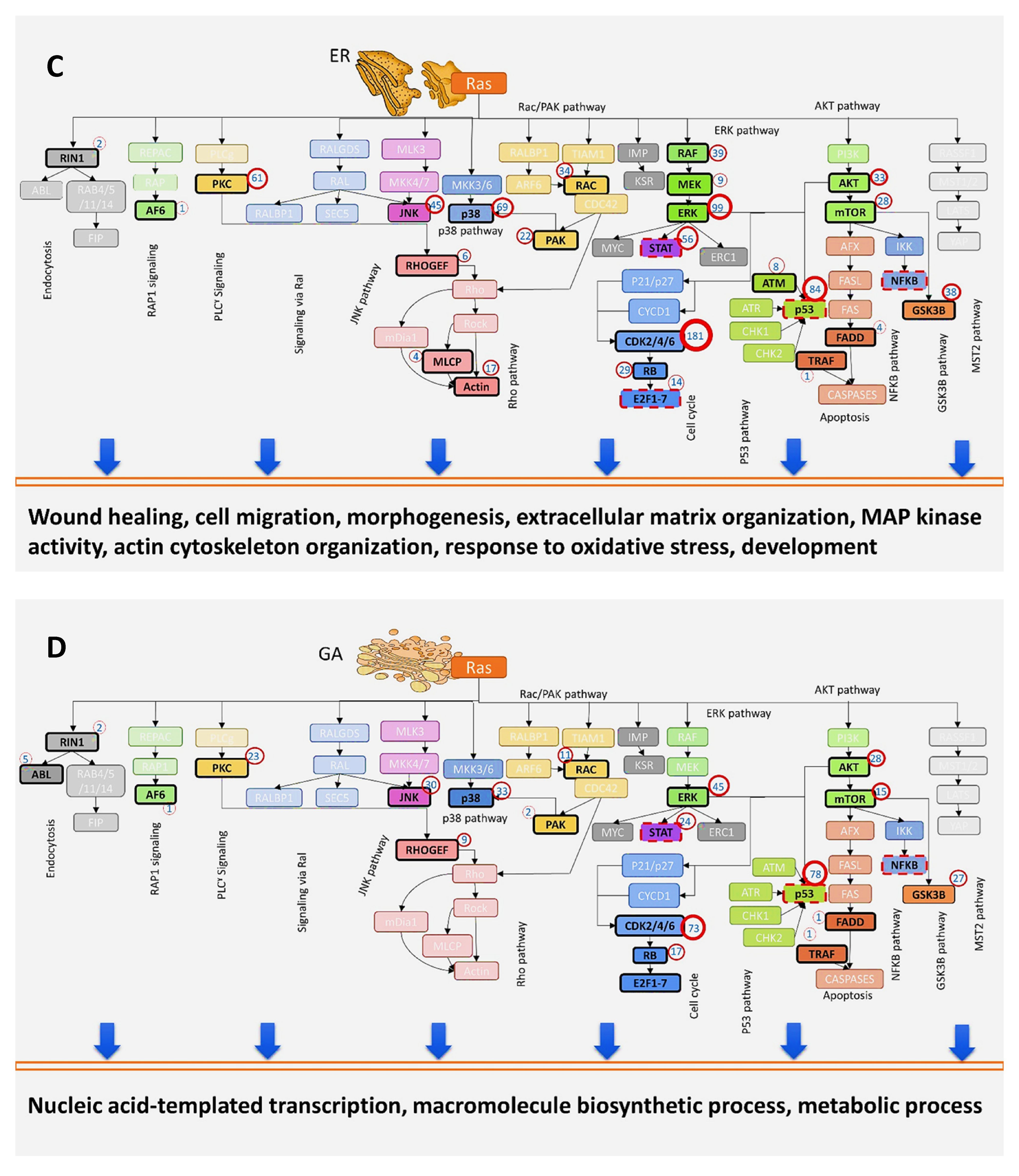 Biomolecules 11 00236 g006b Biomolecules 11 00236 g006b