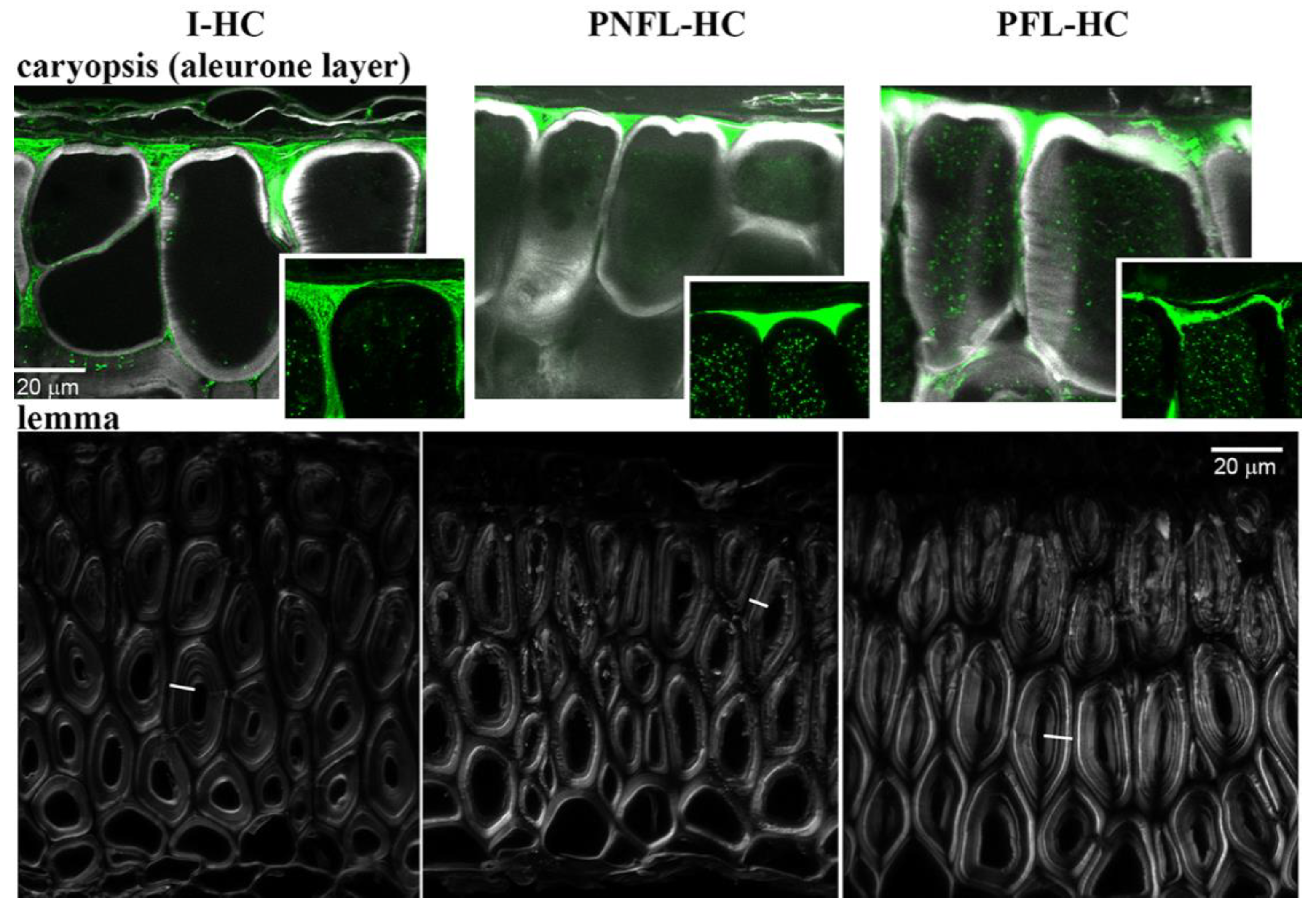 Biomolecules 11 00239 g006