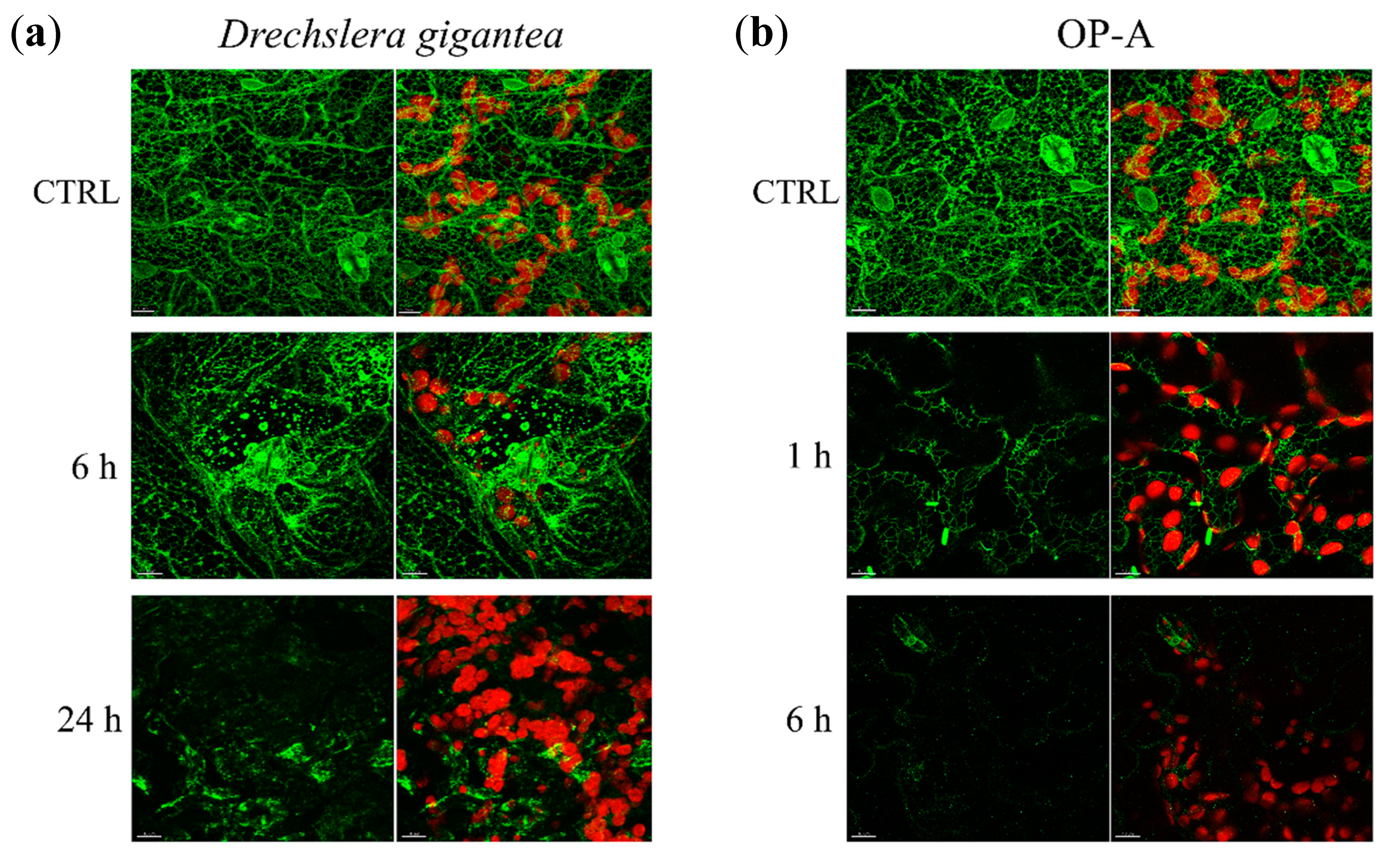 Biomolecules 11 00240 g005 Biomolecules 11 00240 g005
