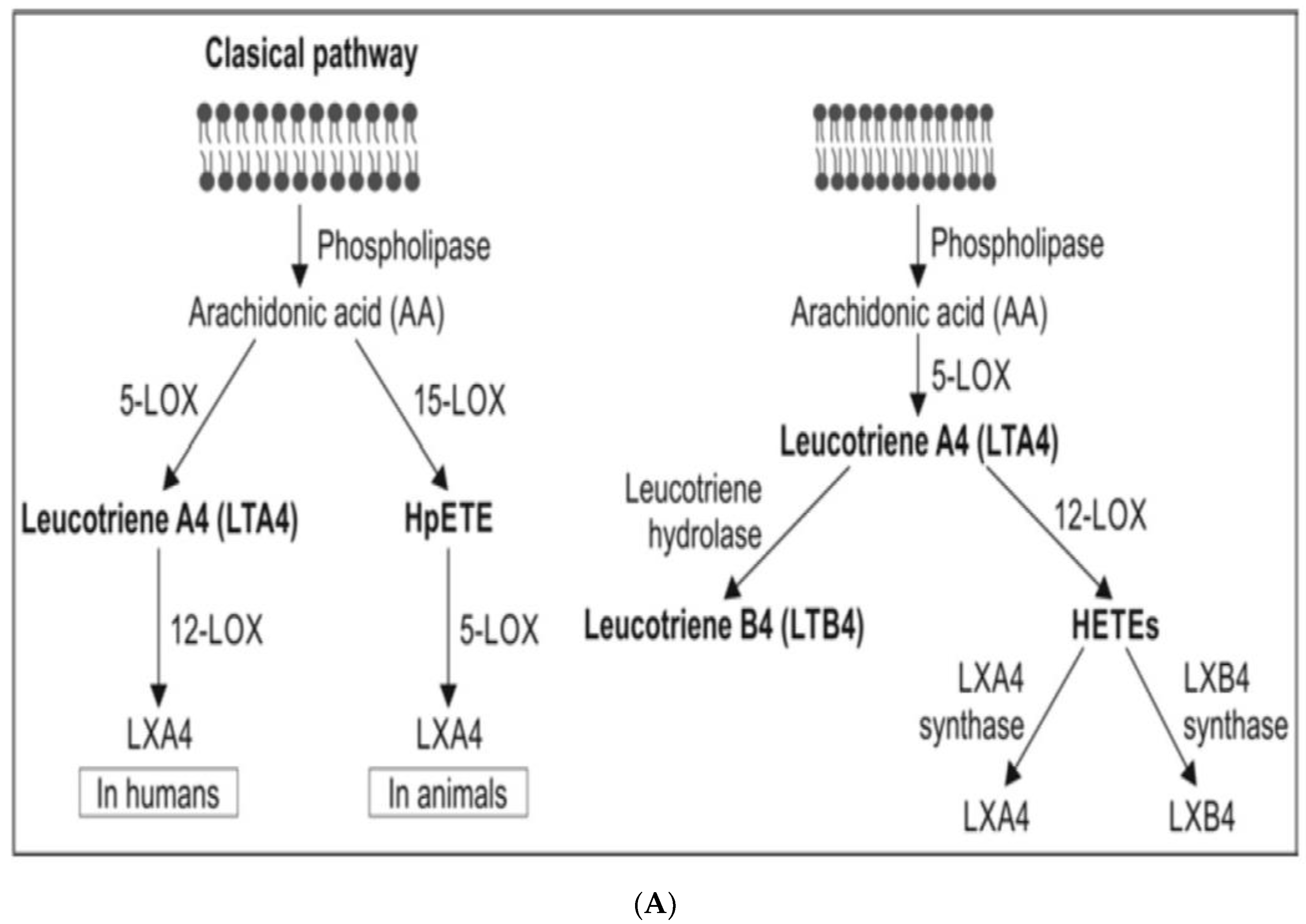 Biomolecules 11 00241 g003a