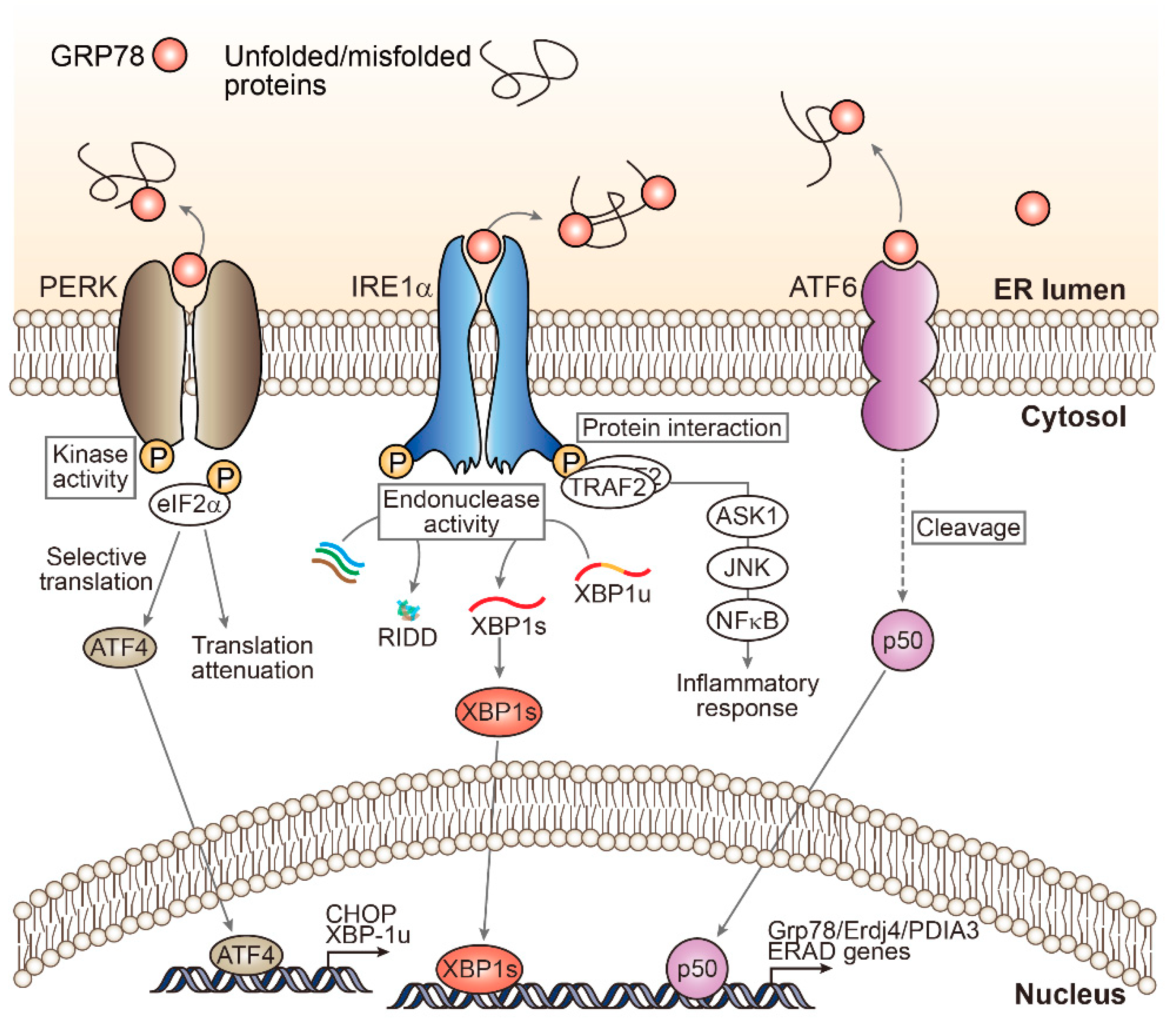 Biomolecules 11 00242 g001