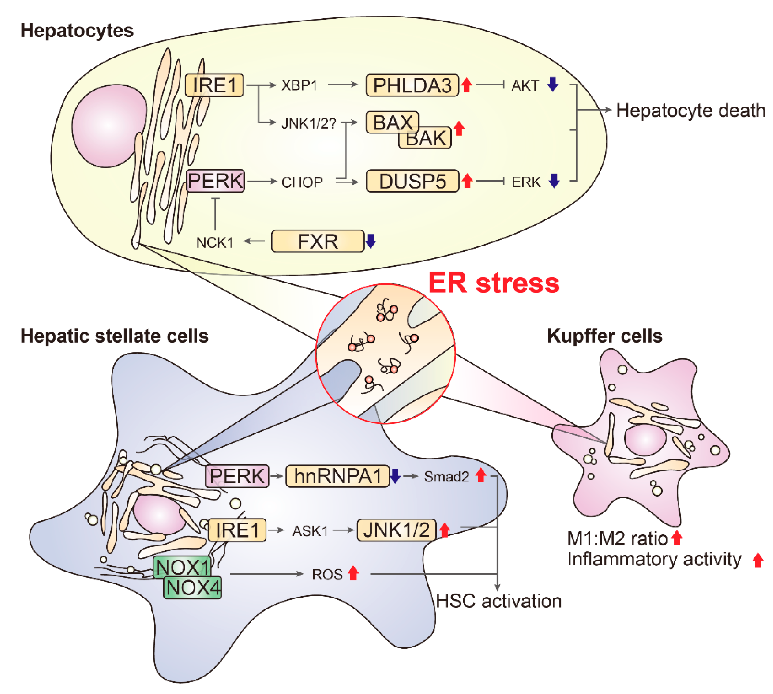 Biomolecules 11 00242 g002